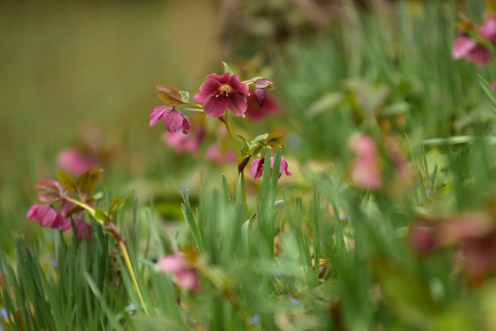 Nikon D7200 sample photo. Lenten rose, wildflowers, green photography