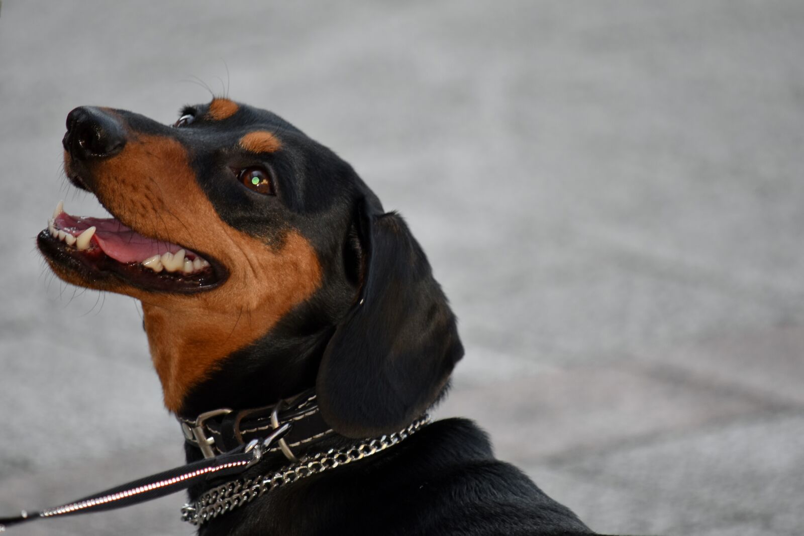 Nikon D5500 sample photo. Black, collar, hunting dog photography