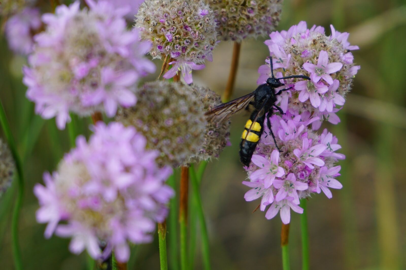 Sony a6000 sample photo. Dagger wasp, wasp, insect photography