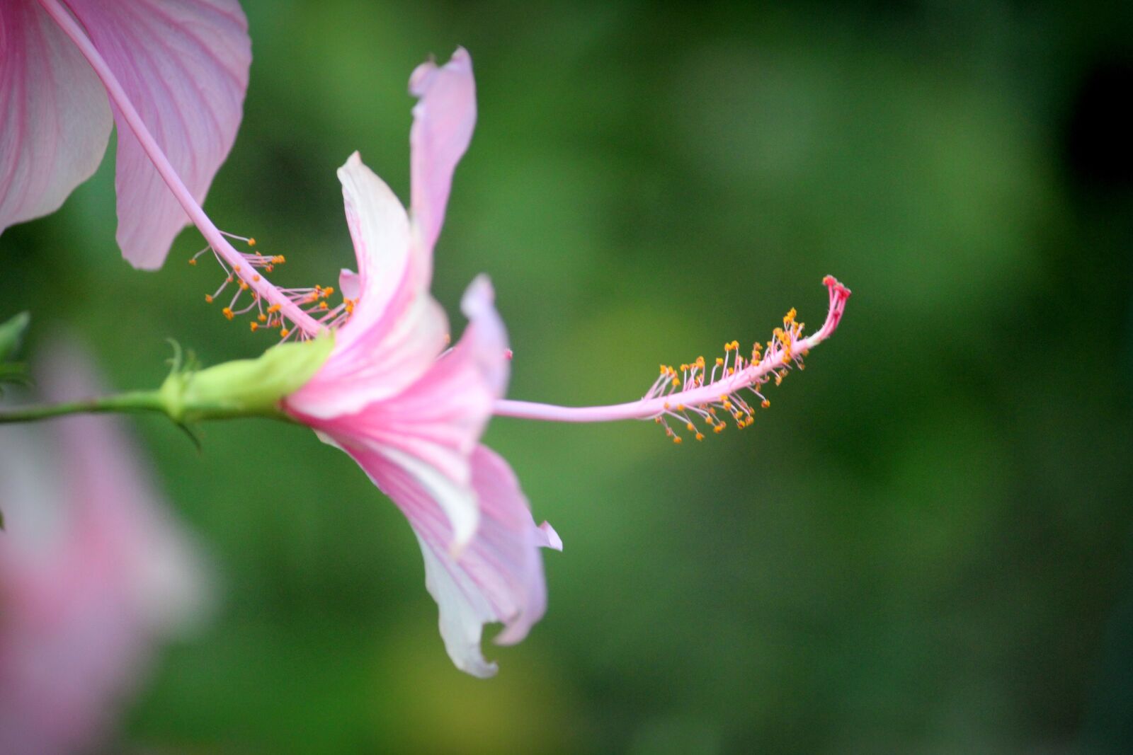 Canon EOS 1200D (EOS Rebel T5 / EOS Kiss X70 / EOS Hi) sample photo. Hibiscus, pink hibiscus, flower photography