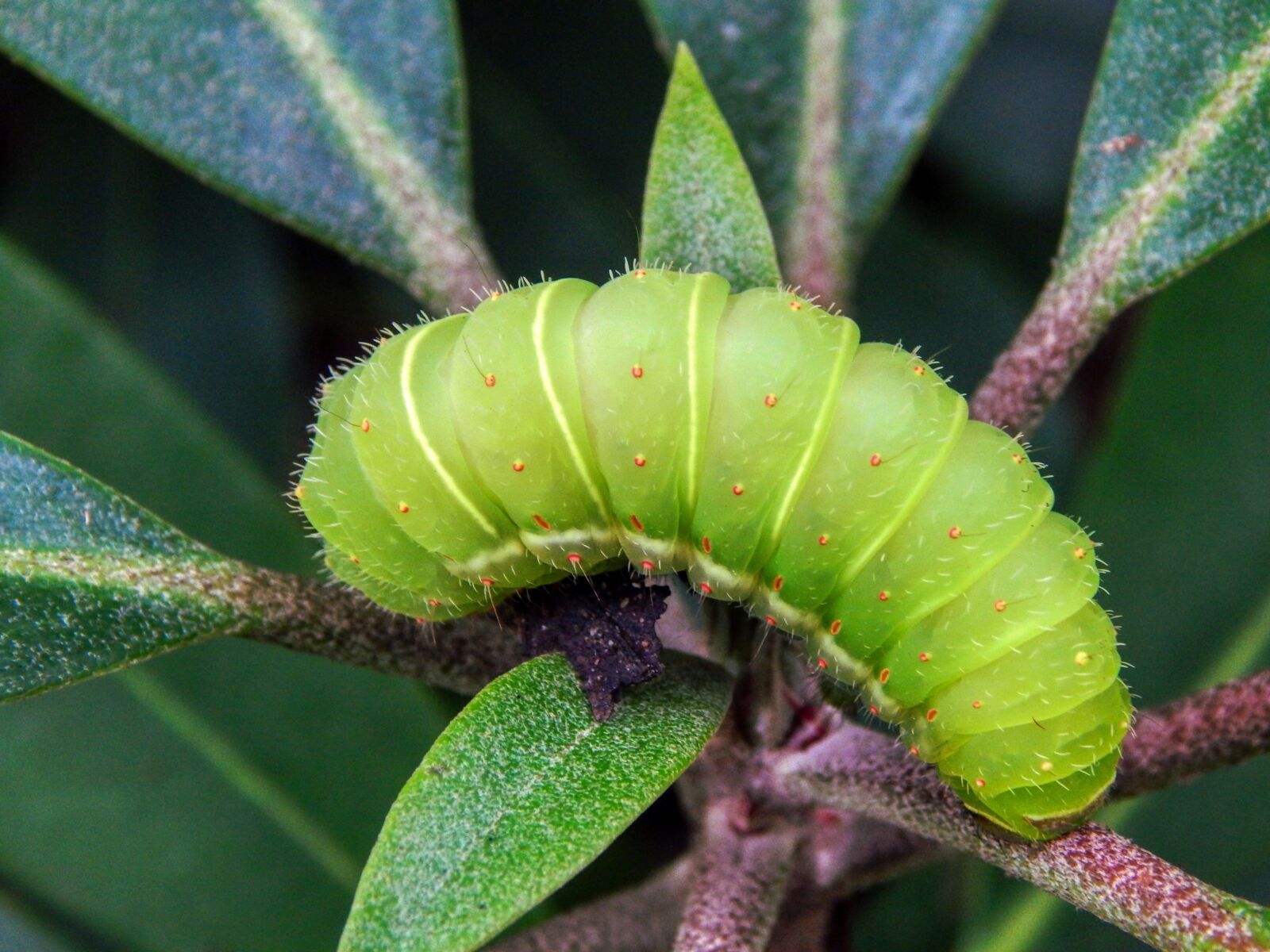 Nikon Coolpix L830 sample photo. Caterpillar, green caterpillar, green photography