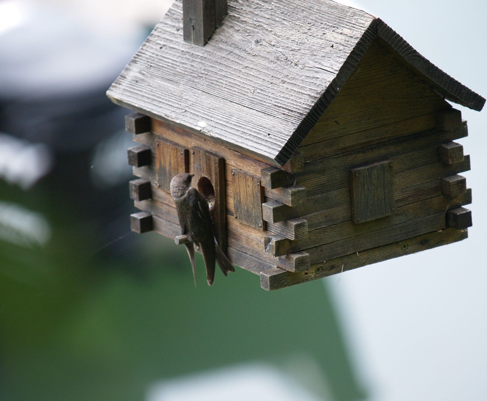 Olympus E-330 (EVOLT E-330) sample photo. Swallow, birdhouse, spring photography