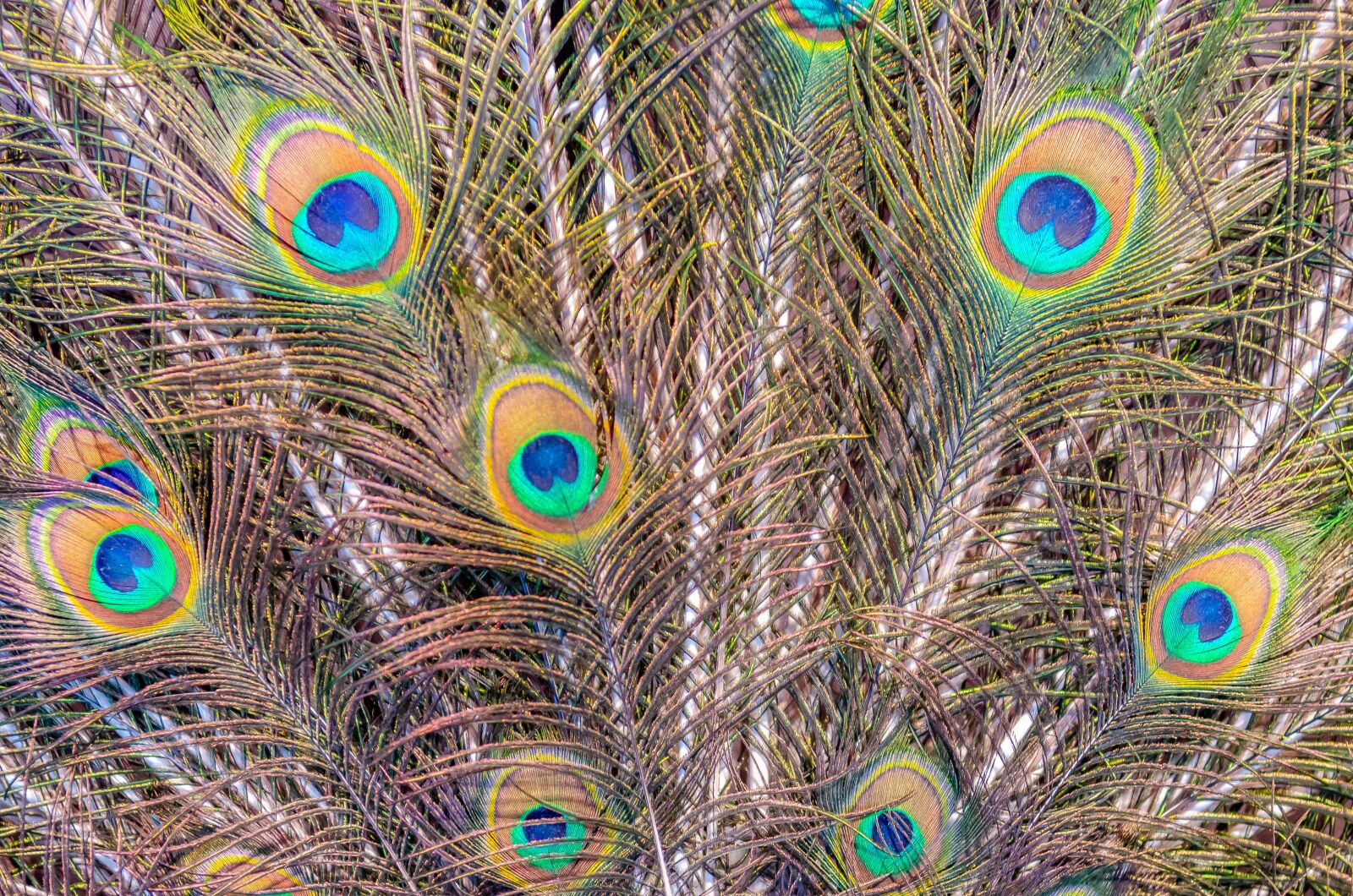 Nikon D7000 sample photo. Pen, peacock, wheel photography