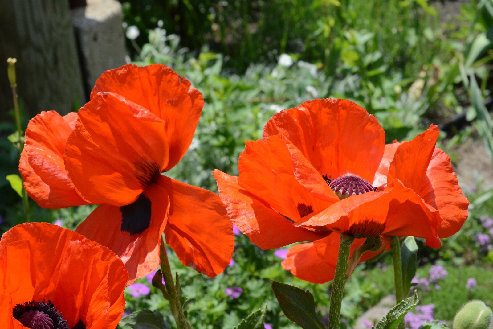 Nikon D7100 sample photo. Poppies, nature, flowers photography