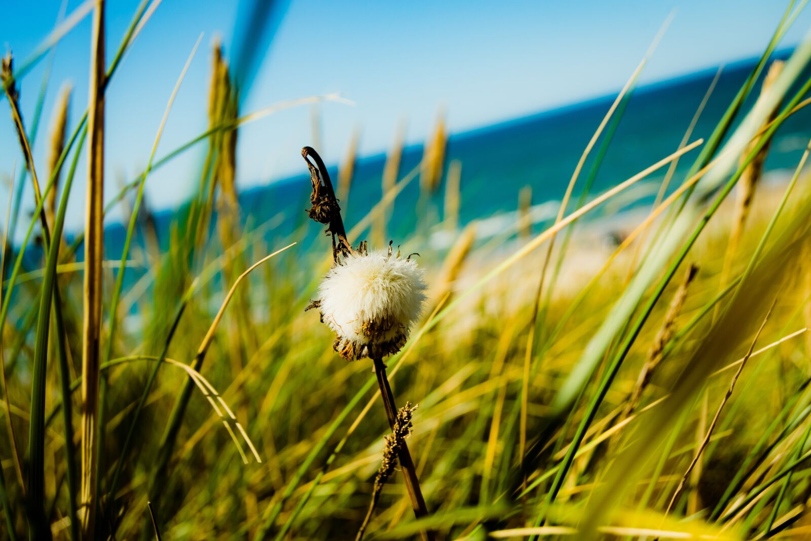 Nikon D3100 sample photo. Flower, dune, north sea photography
