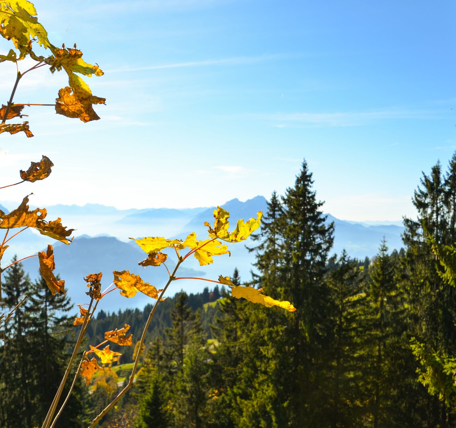 Nikon D7000 sample photo. Autumn, leaves, pilatus photography