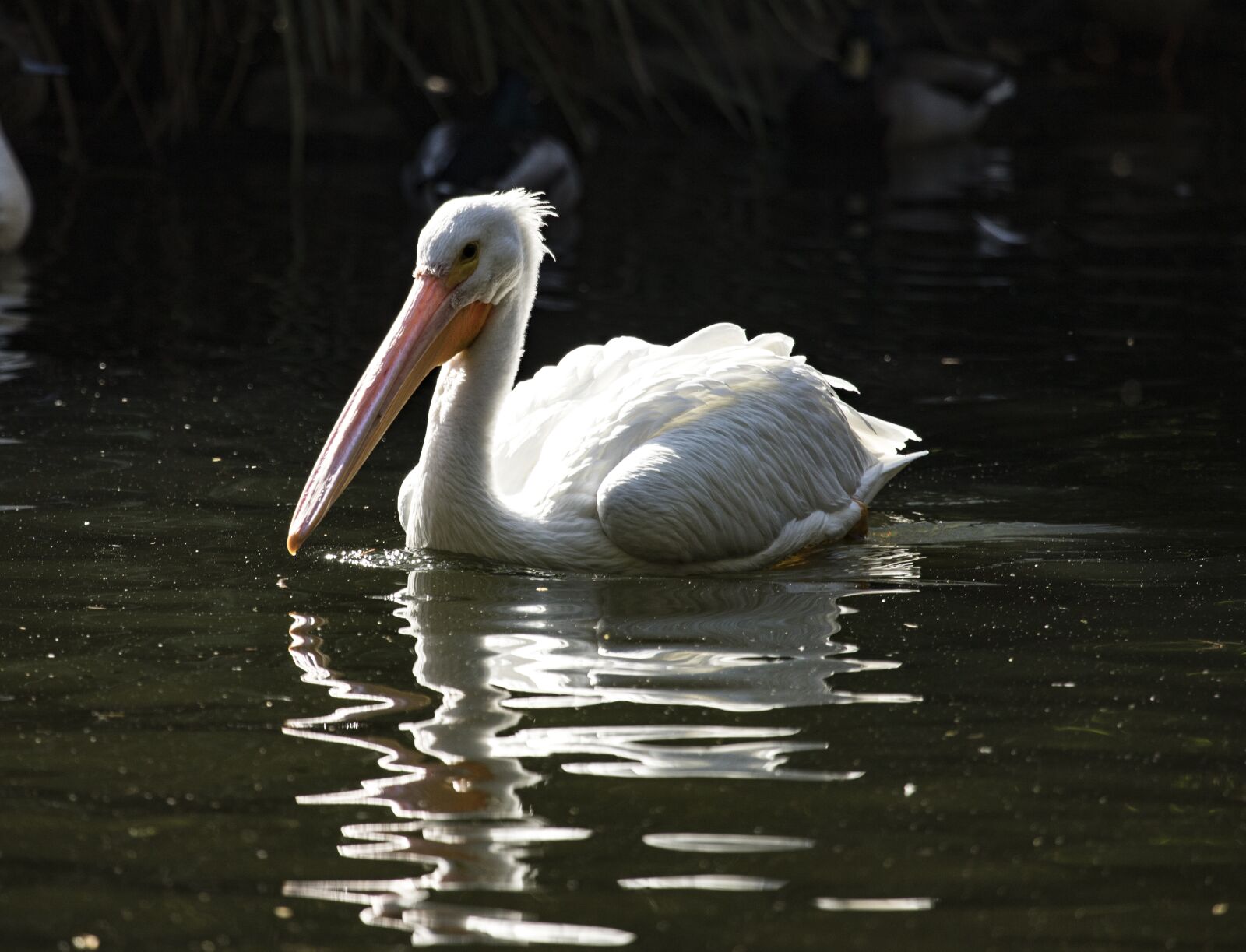 Canon EF 100-400mm F4.5-5.6L IS USM sample photo. Pelican, bird, nature photography