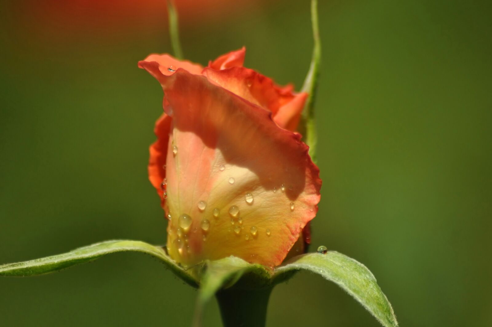 Nikon D90 sample photo. Bud, rose, yellow photography