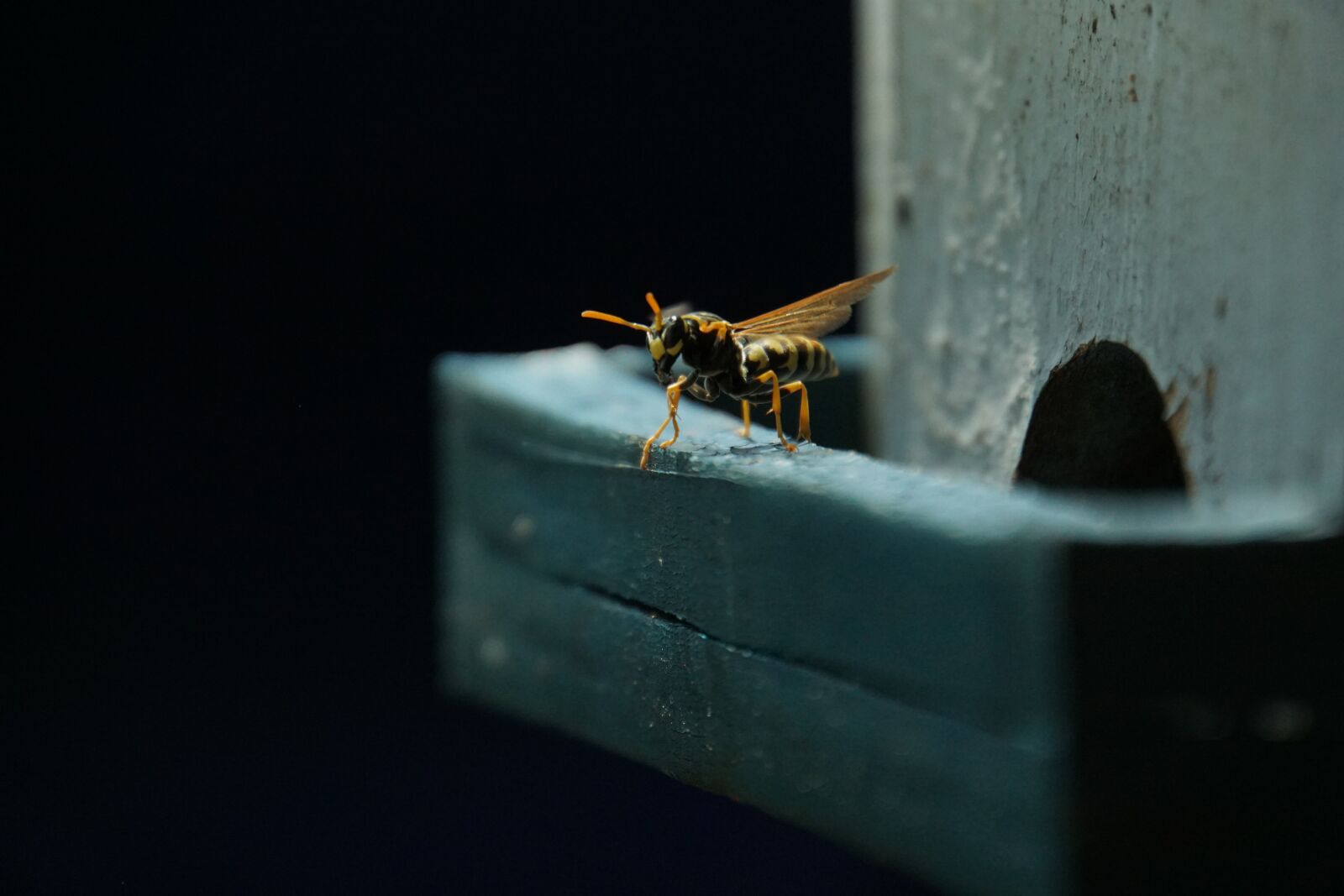 Sony E 18-200mm F3.5-6.3 OSS sample photo. Wasp, field wasp, insect photography