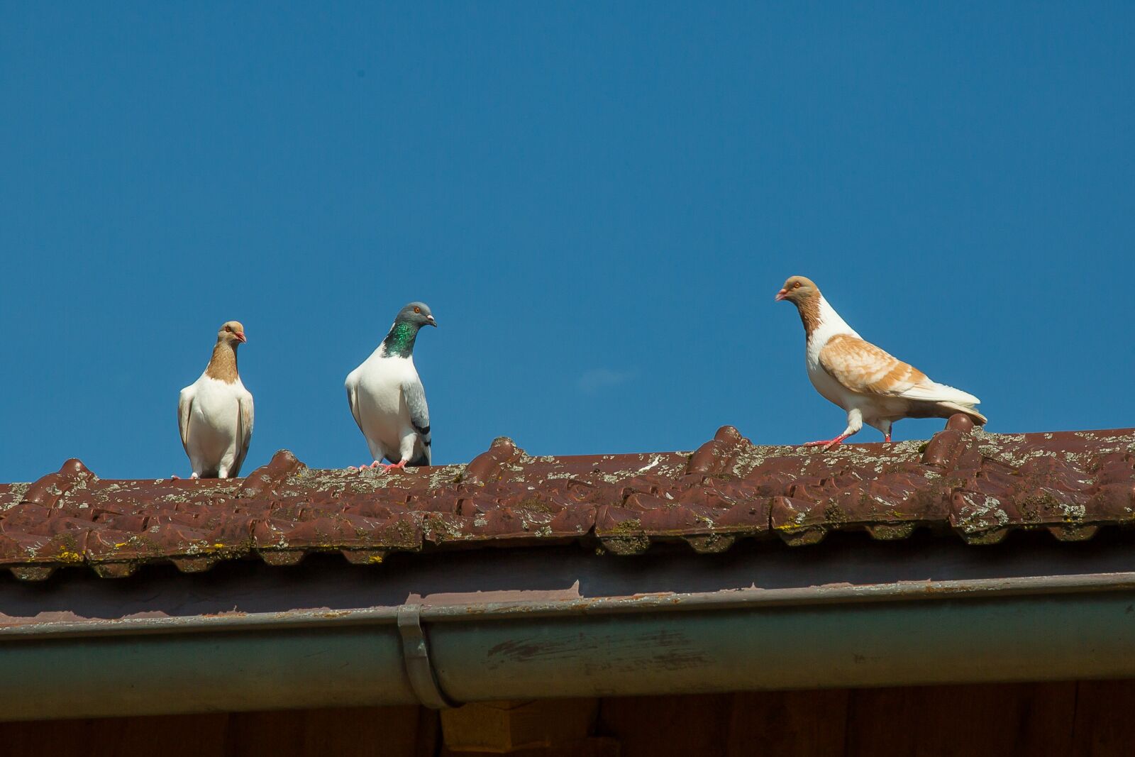 Canon EF 24-105mm F4L IS USM sample photo. Dove, bird, feather photography