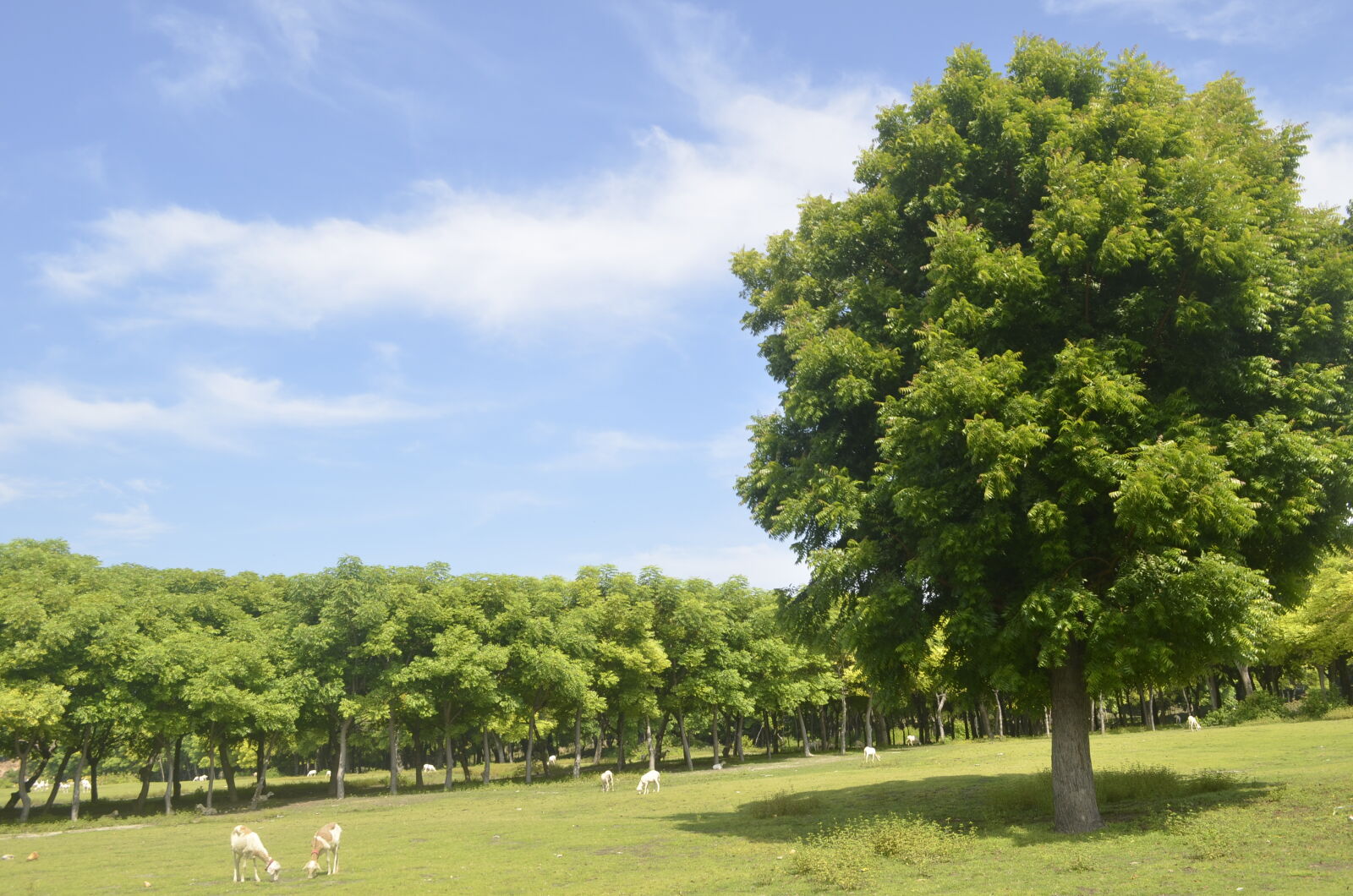 Nikon D5100 sample photo. Lapangan photography