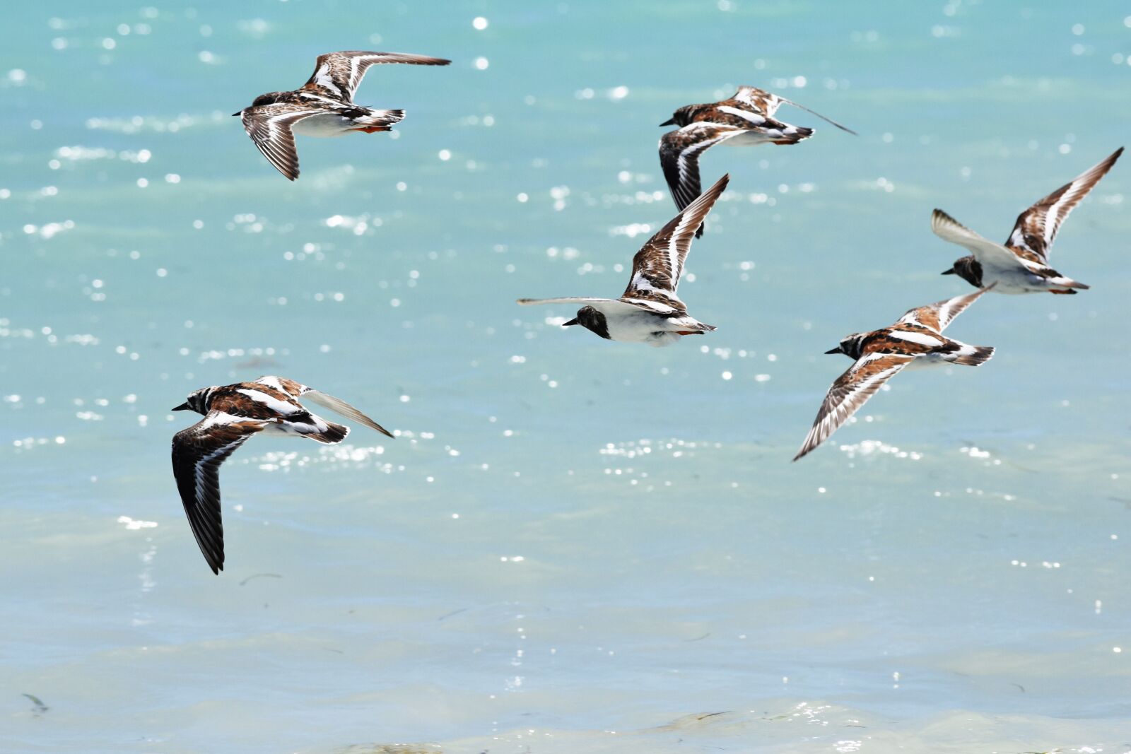 Nikon D810 sample photo. Body of water, birds photography