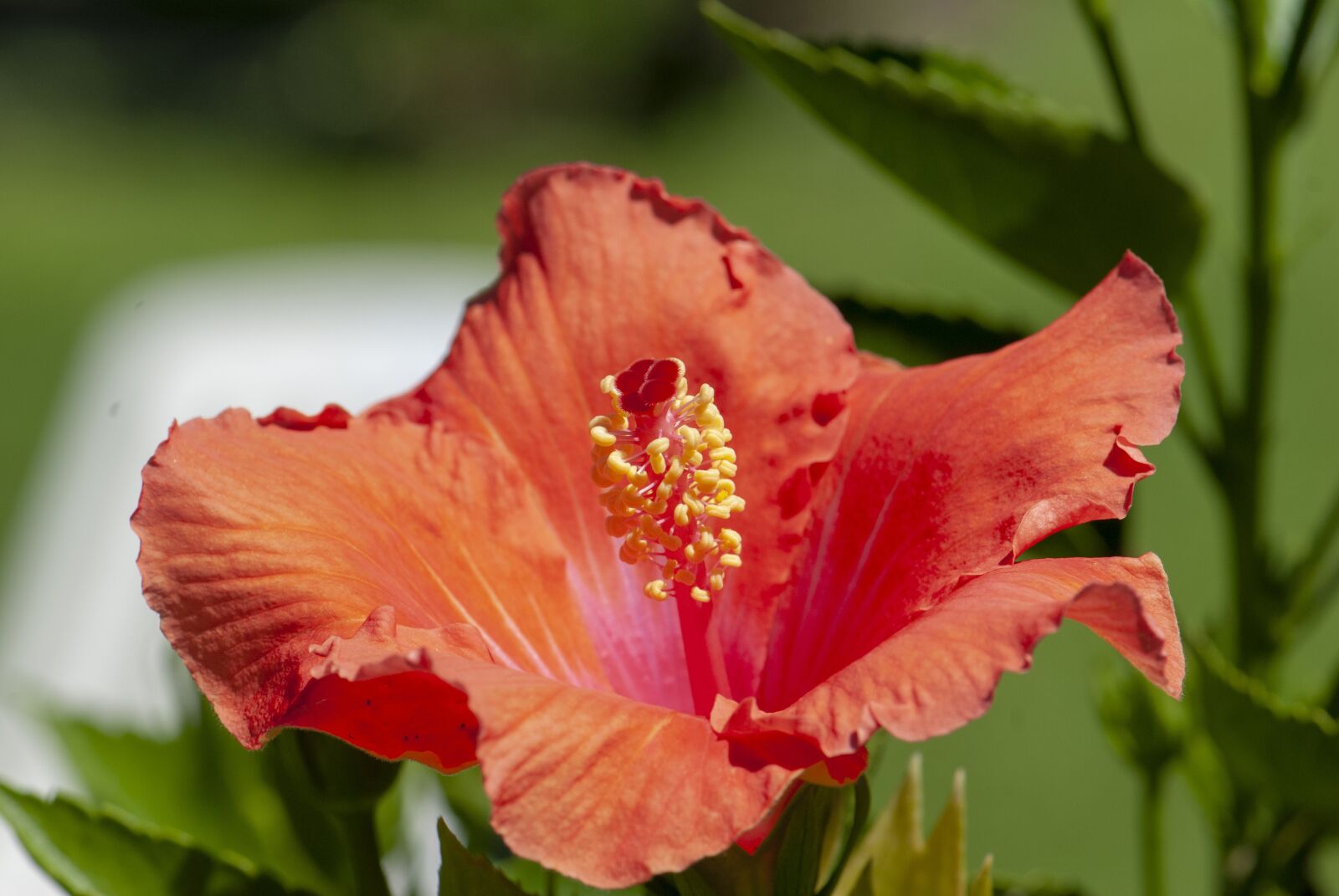 Nikon D200 sample photo. Flower, chineese rose, plant photography