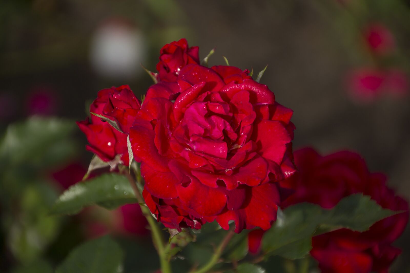 Canon EOS 60D sample photo. Rose, garden, nature photography