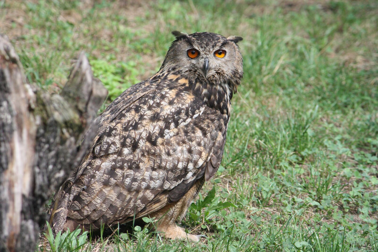 Canon EOS 450D (EOS Rebel XSi / EOS Kiss X2) sample photo. Hibou grand duc, owl photography