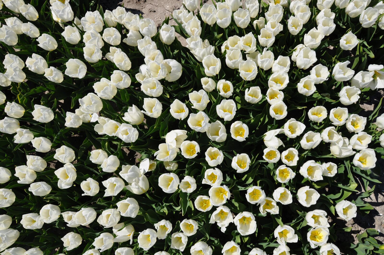 Nikon D5000 sample photo. Holland, tulips, white photography