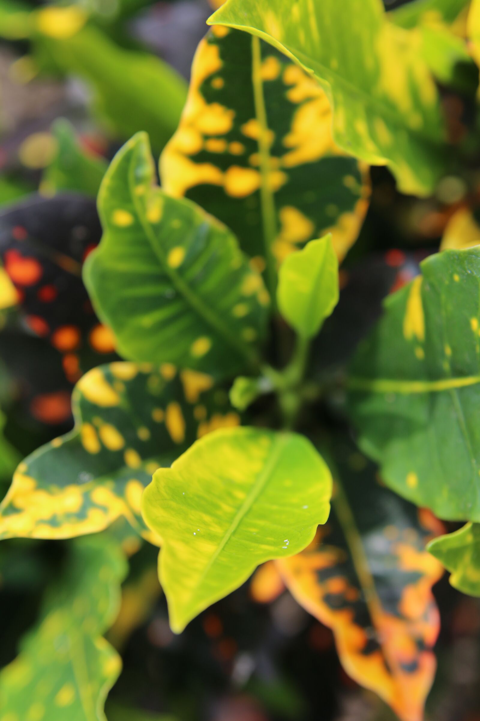 Canon EOS 70D sample photo. Leaves, plants, colors photography