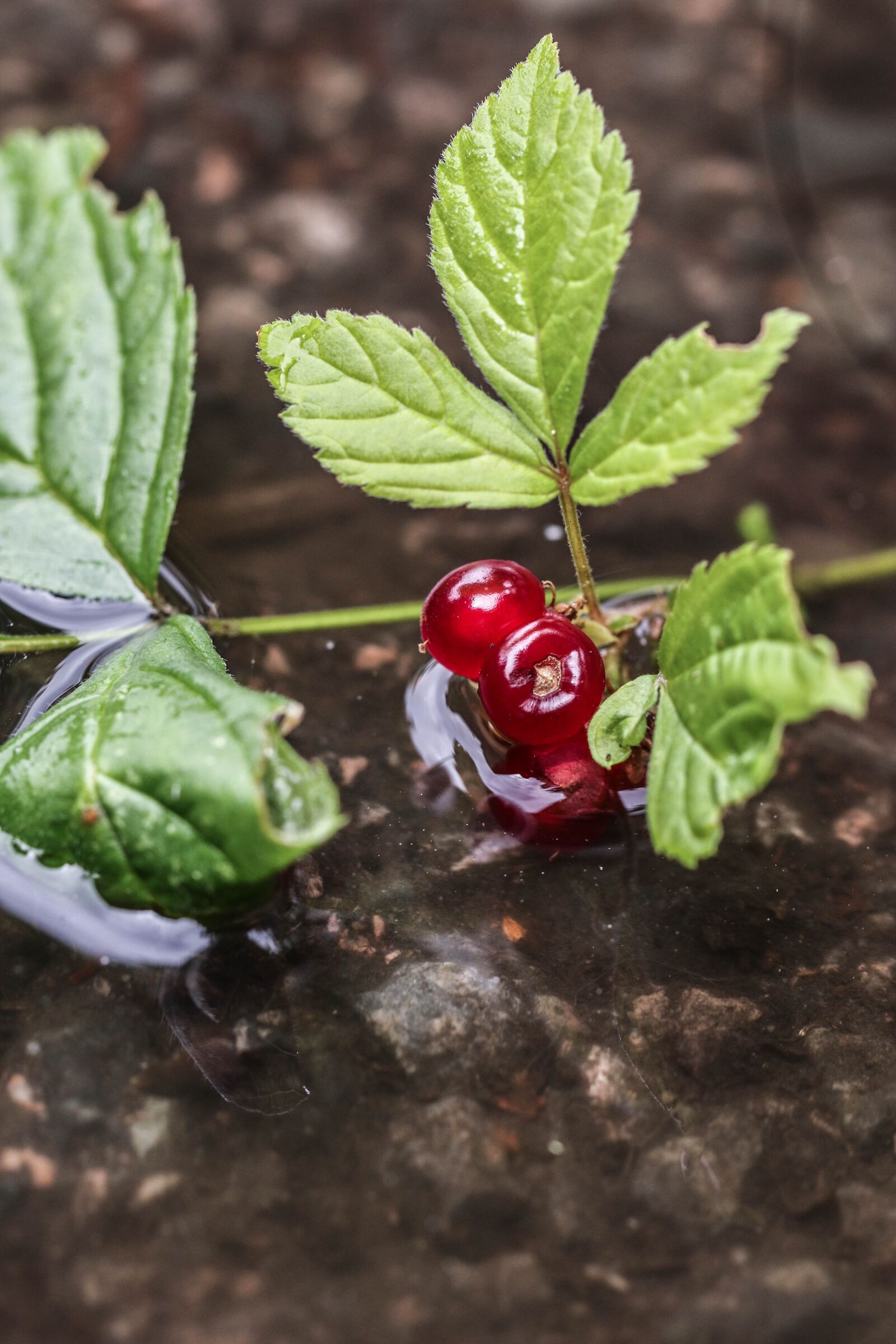 Canon EOS 7D Mark II sample photo. Berry, nature, red photography