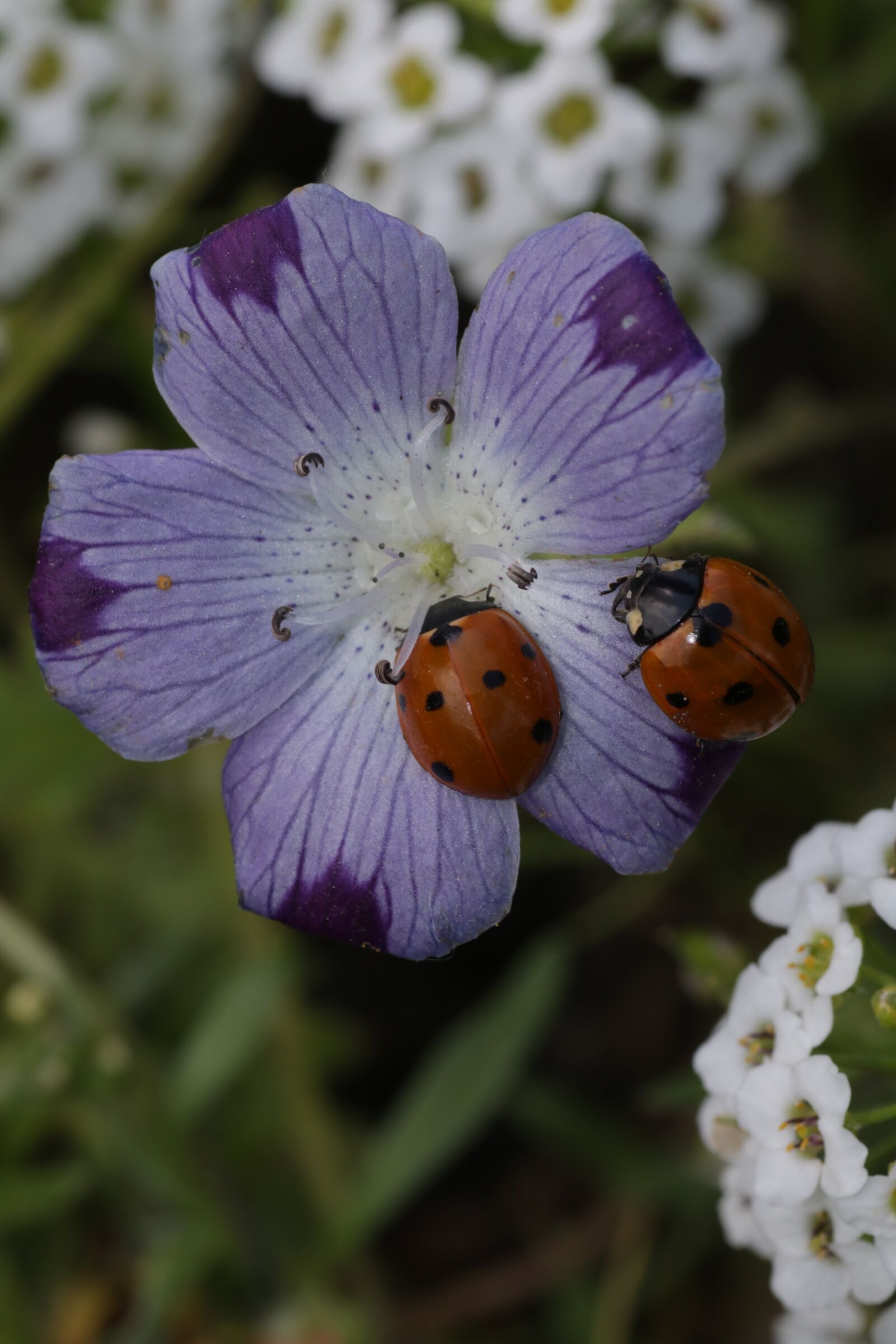 Canon EOS 7D Mark II sample photo. Ladybug, siebenpunkt, red photography