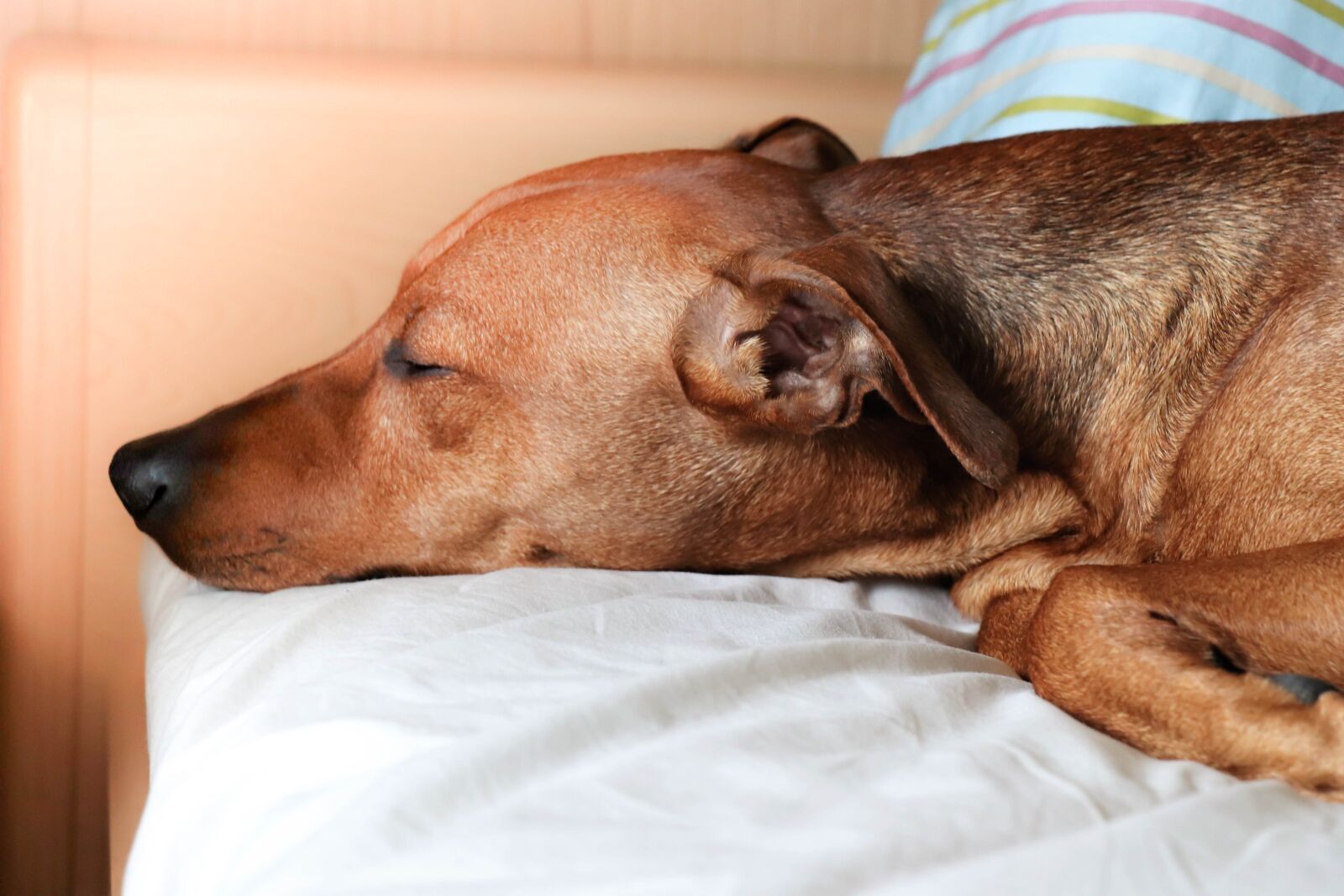 Canon EOS 77D (EOS 9000D / EOS 770D) sample photo. Dog, portrait, sleeps photography