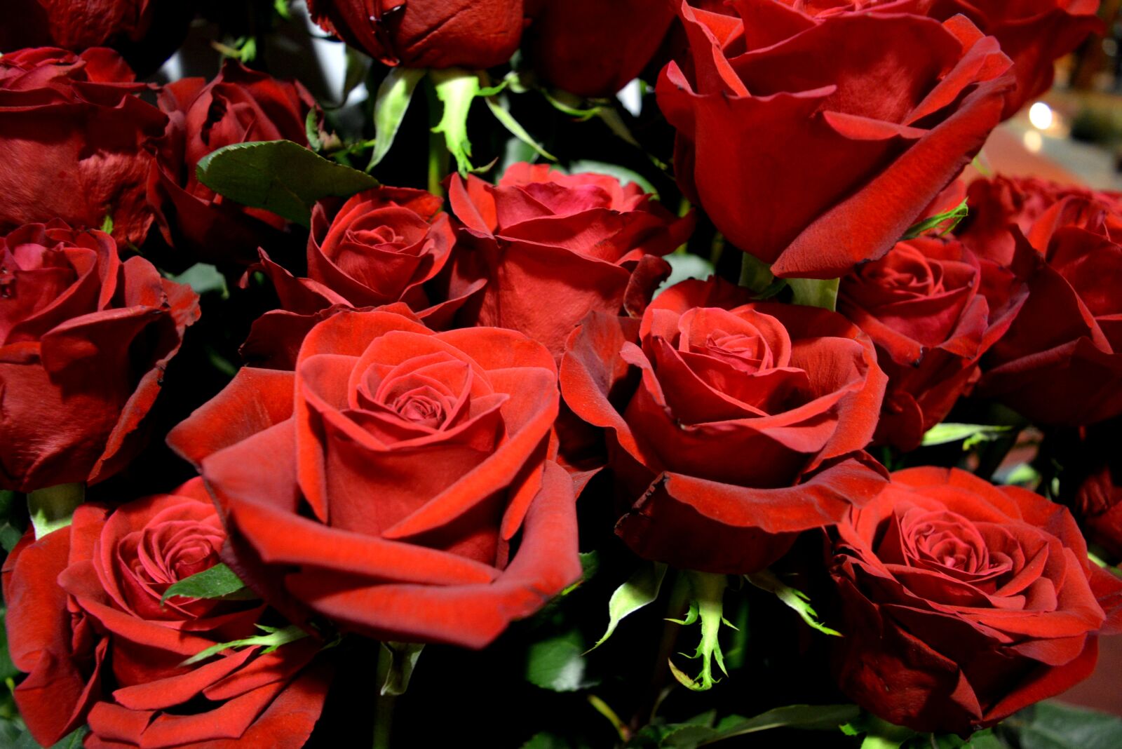 Nikon D5200 sample photo. Roses, red, flowers photography
