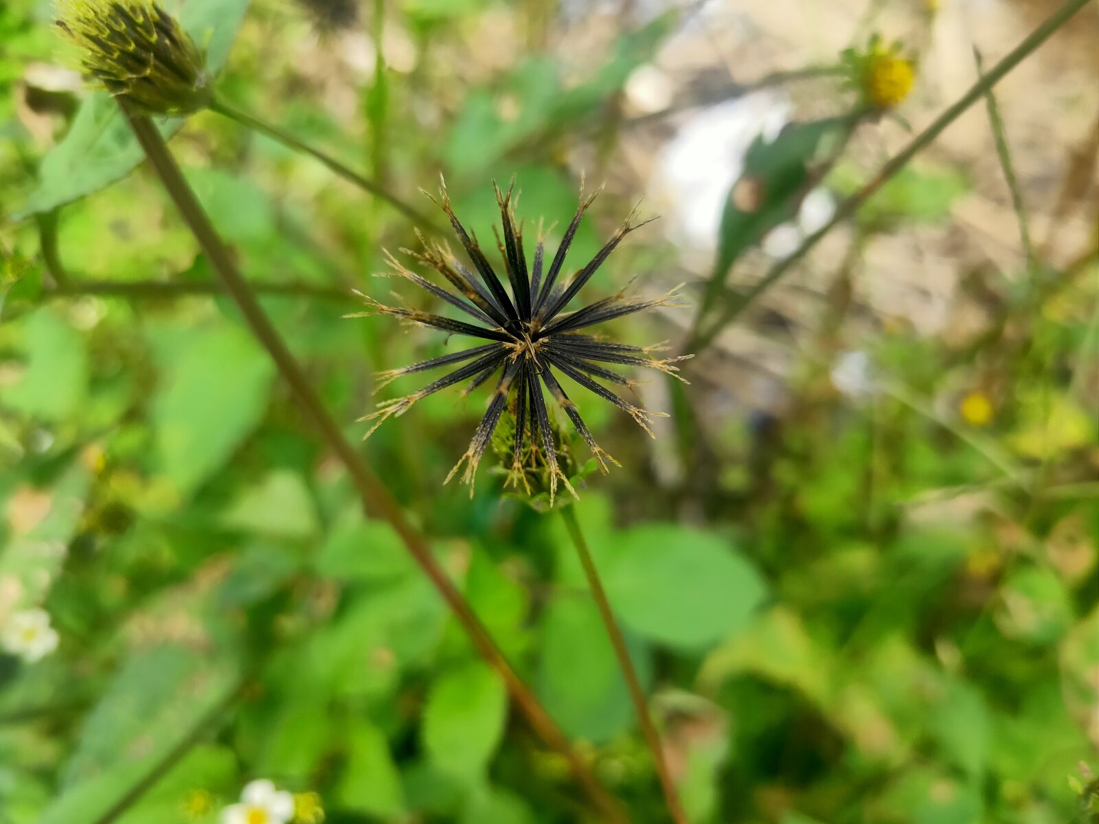 Realme 3 PRO sample photo. Bunga, tumbuhan, indah photography