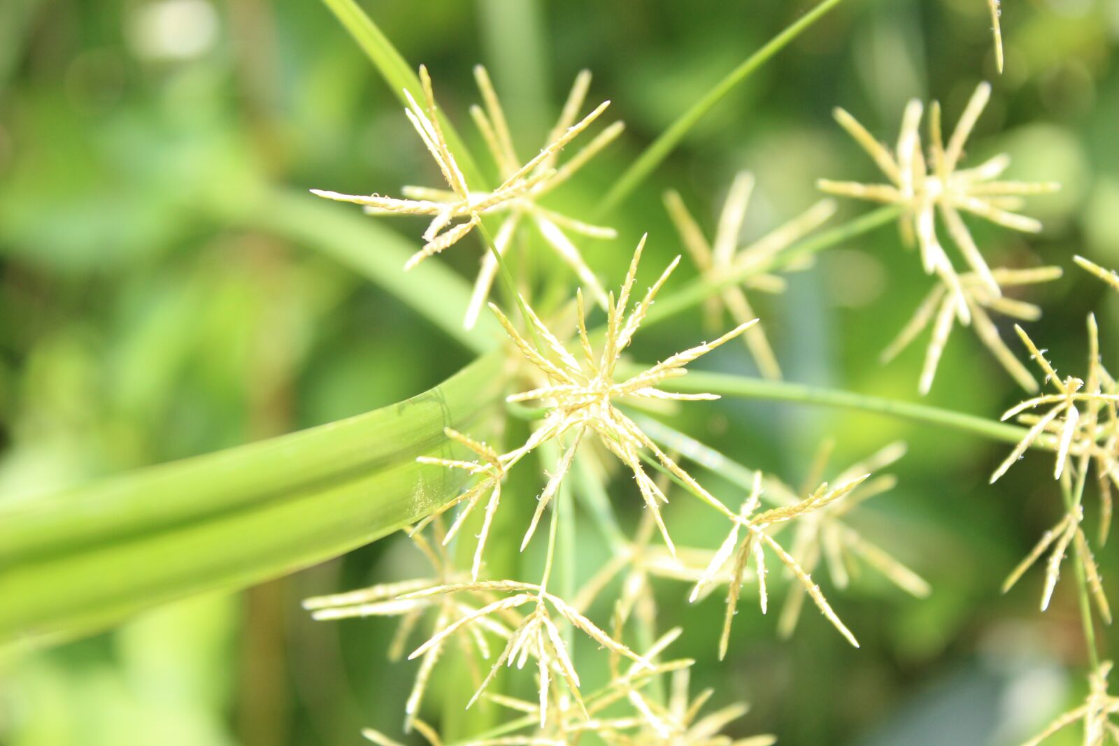 Canon EOS 600D (Rebel EOS T3i / EOS Kiss X5) sample photo. Plant, nature, greens photography