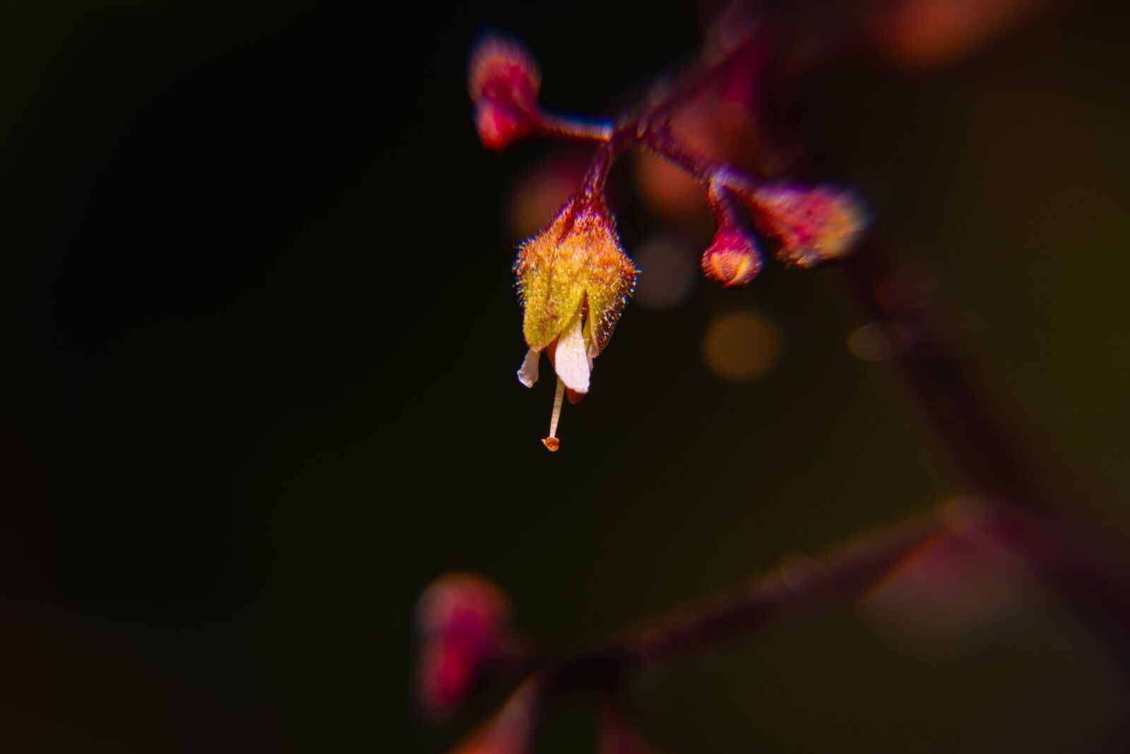 Nikon D850 sample photo. Spring, organic, environmental photography