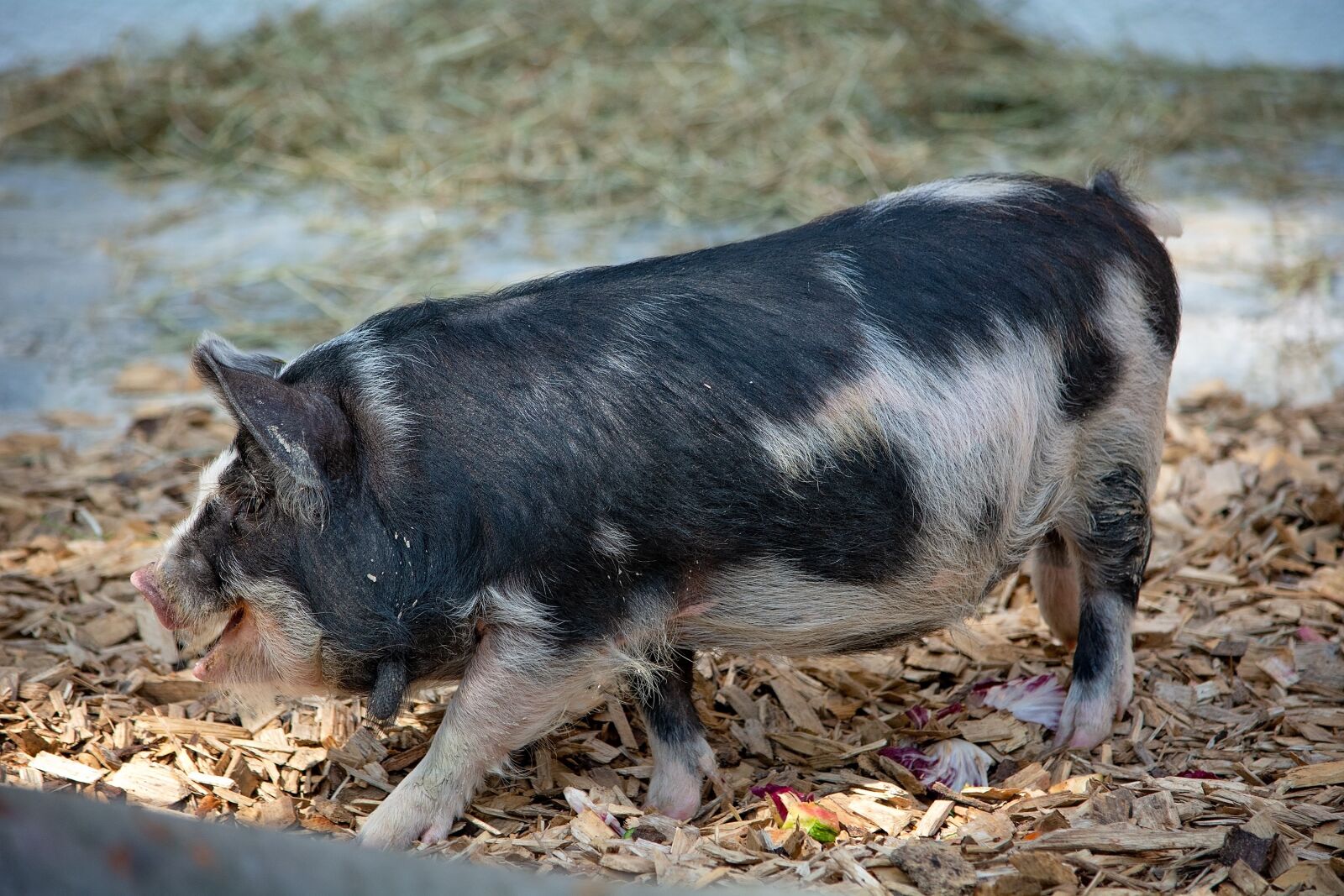 Nikon D7100 sample photo. Pig, animal, spotted photography
