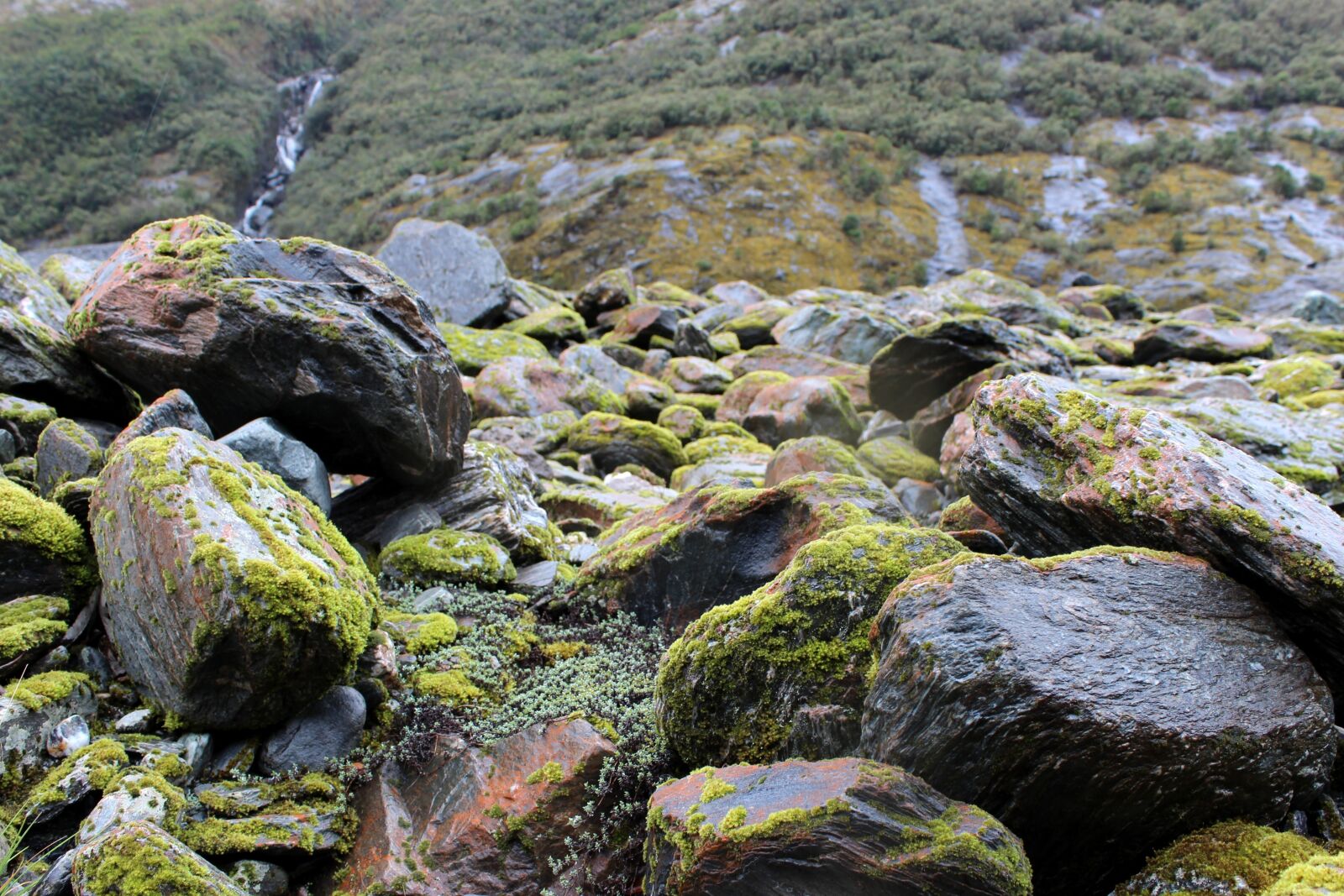 Canon EOS 600D (Rebel EOS T3i / EOS Kiss X5) sample photo. Stones, moss, scree photography