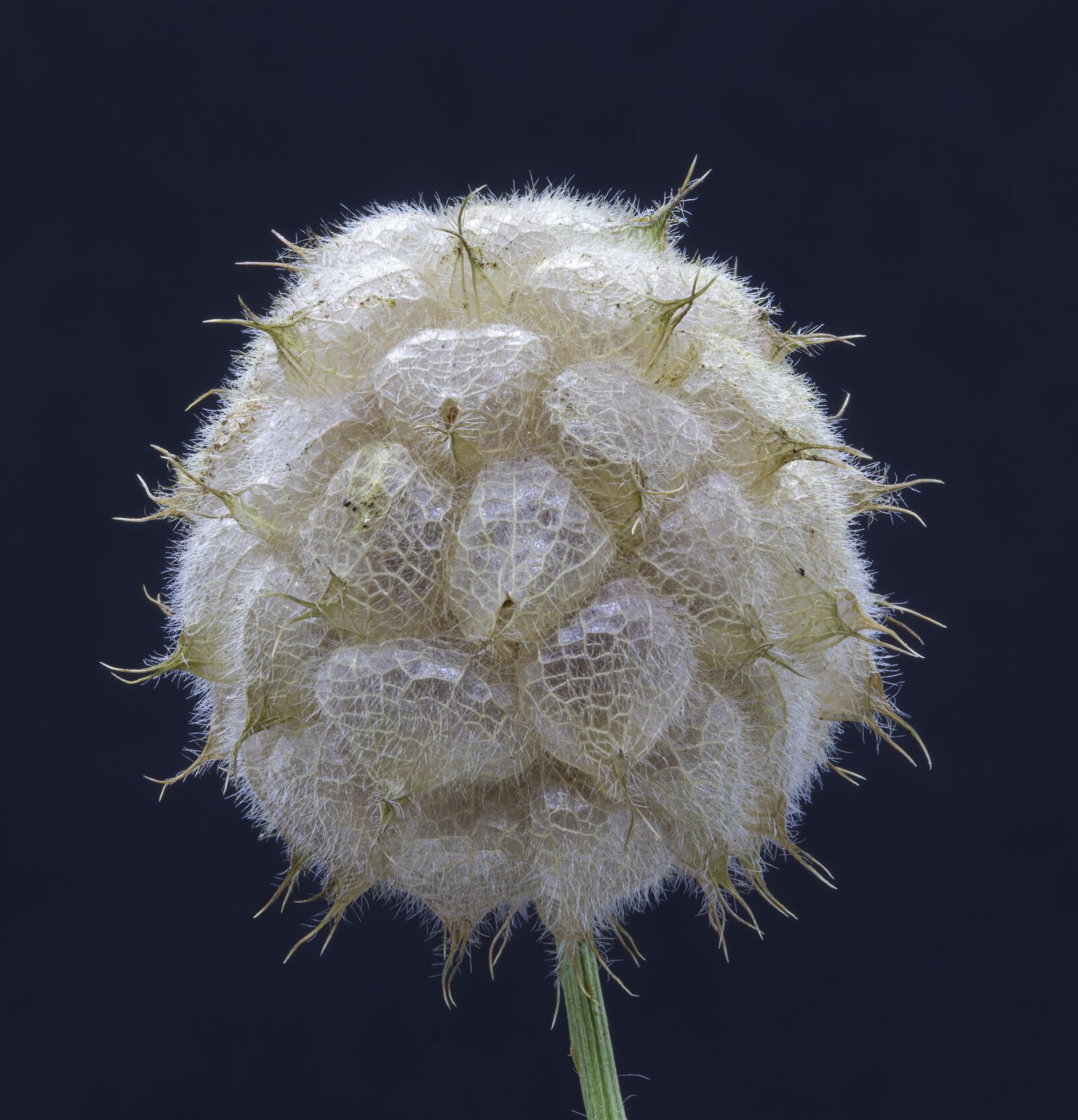 Canon EOS 800D (EOS Rebel T7i / EOS Kiss X9i) sample photo. Strawberry clover, seed-head, wildflower photography