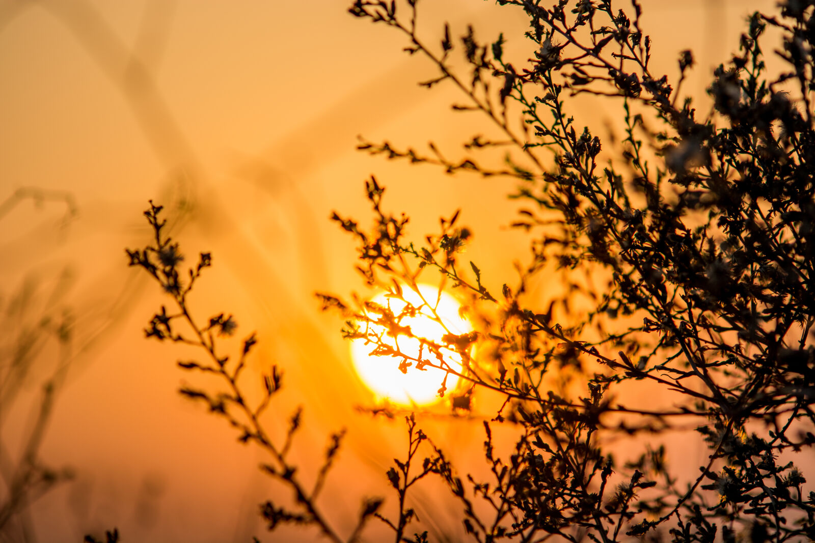 Nikon D7100 sample photo. Gold, golden, golden, hour photography