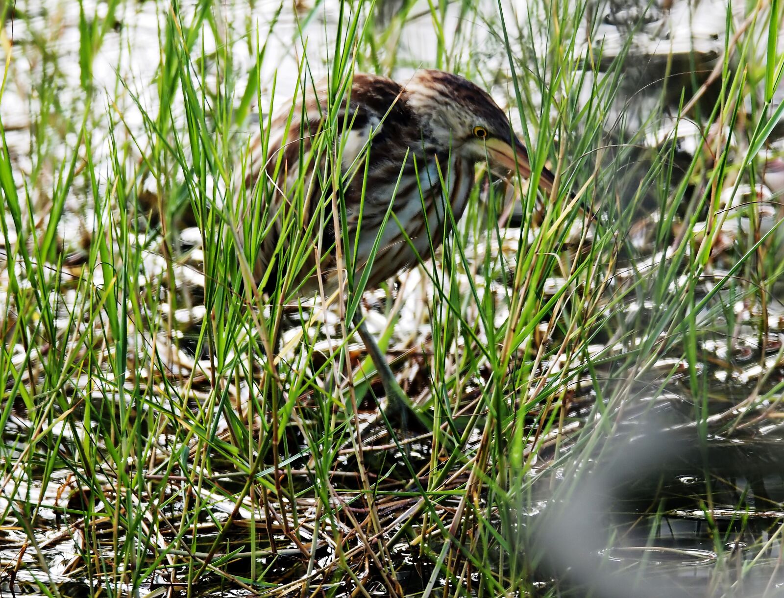 Olympus OM-D E-M1 sample photo. Yellow-bittern, small, wild photography