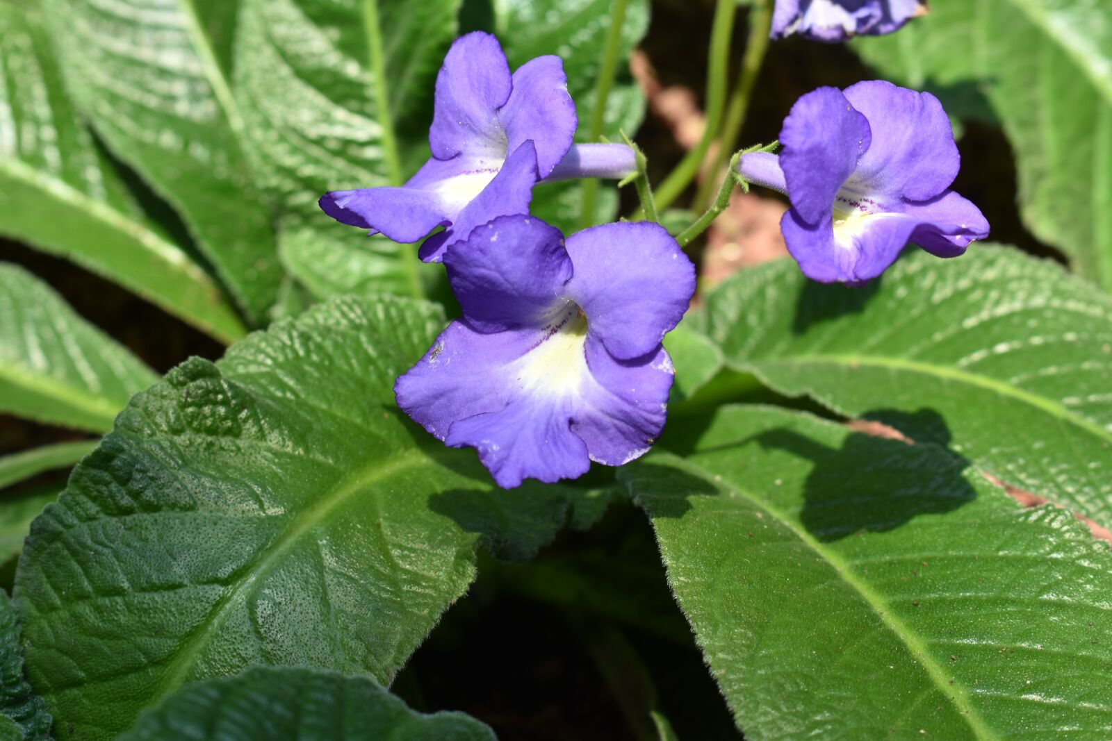 Nikon D3400 sample photo. Nature, plant, sheet photography