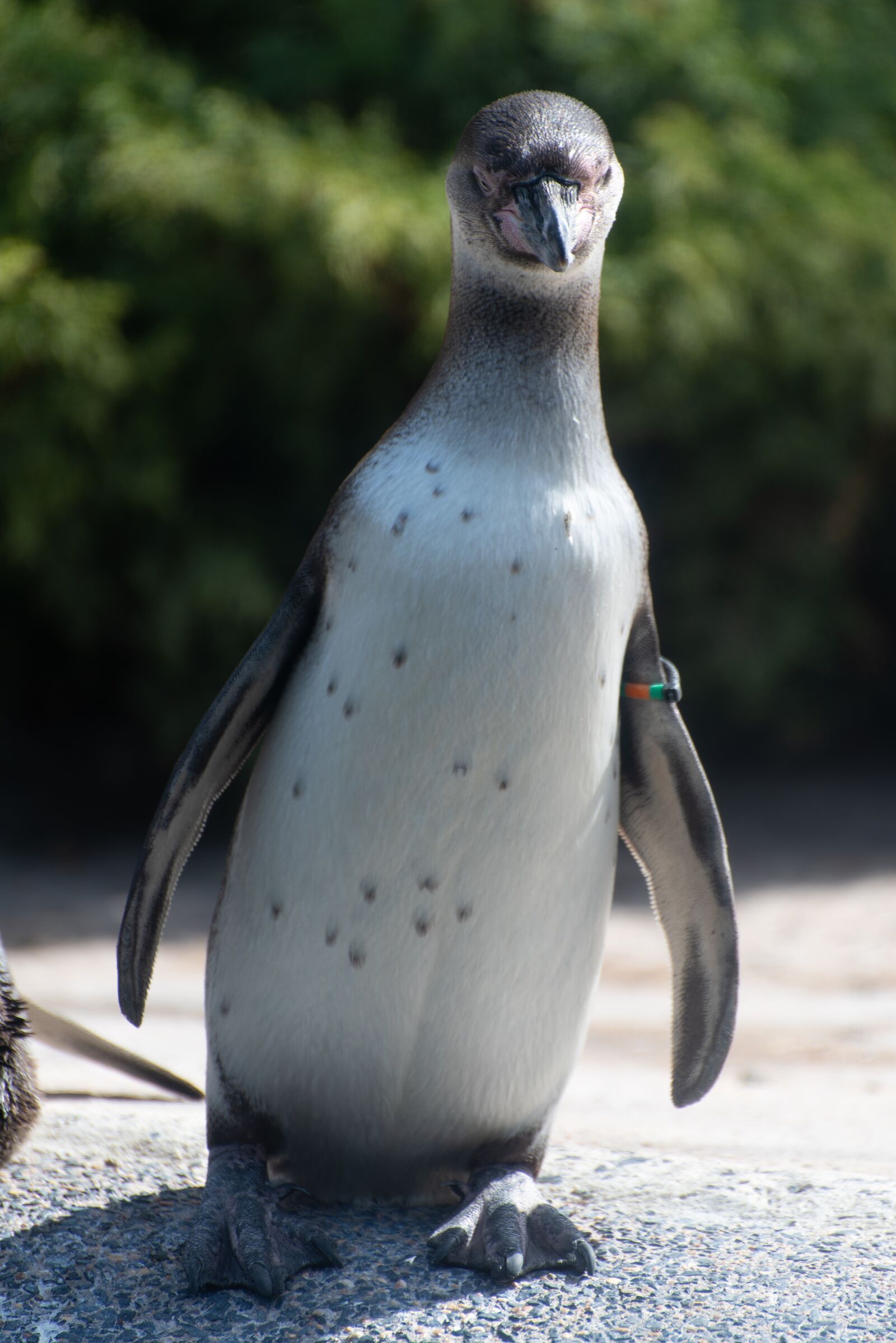 Nikon D750 sample photo. Penguin, zoo, luxembourg photography