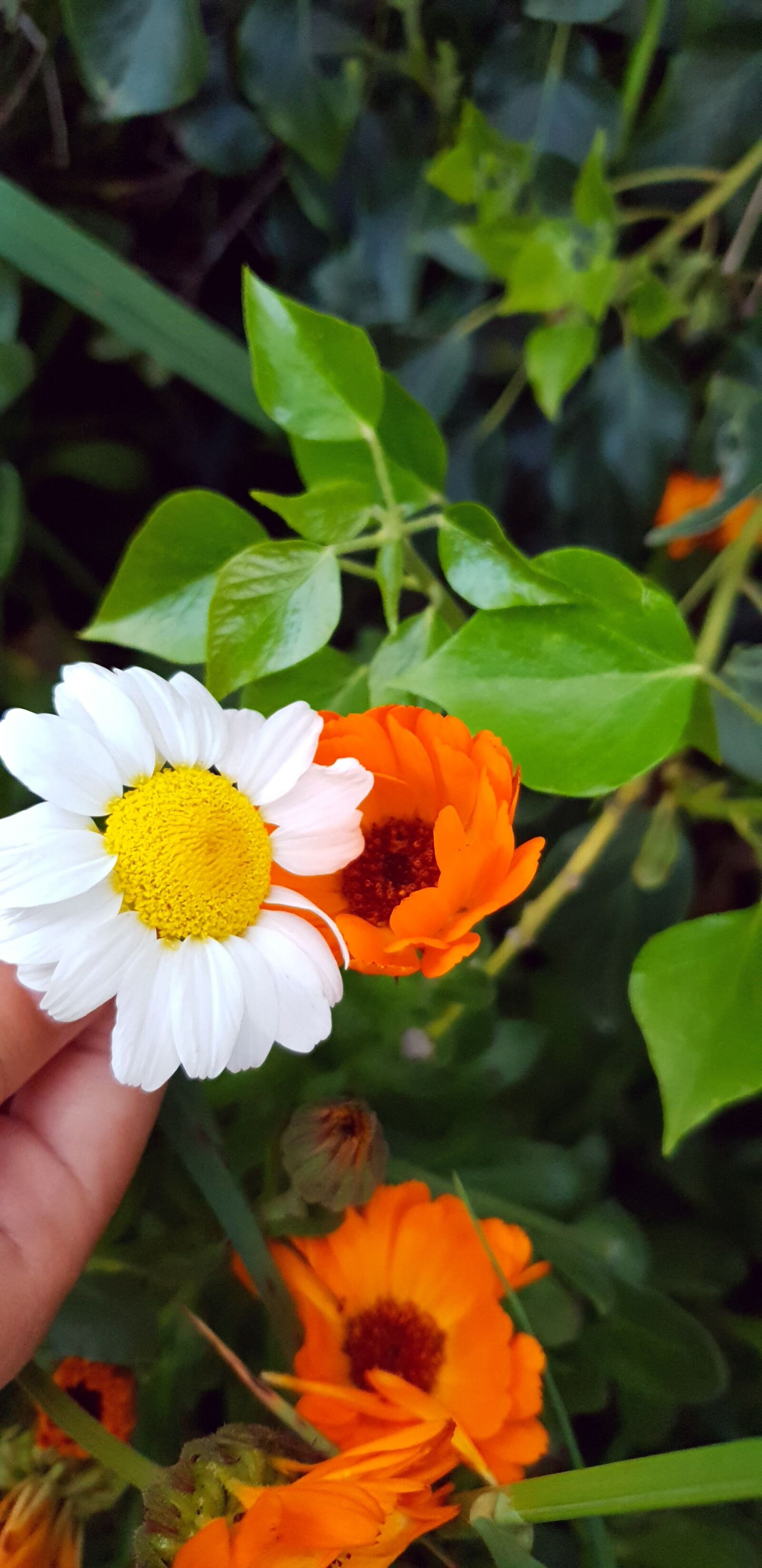 Samsung Galaxy S9 sample photo. Flower, land, plant photography
