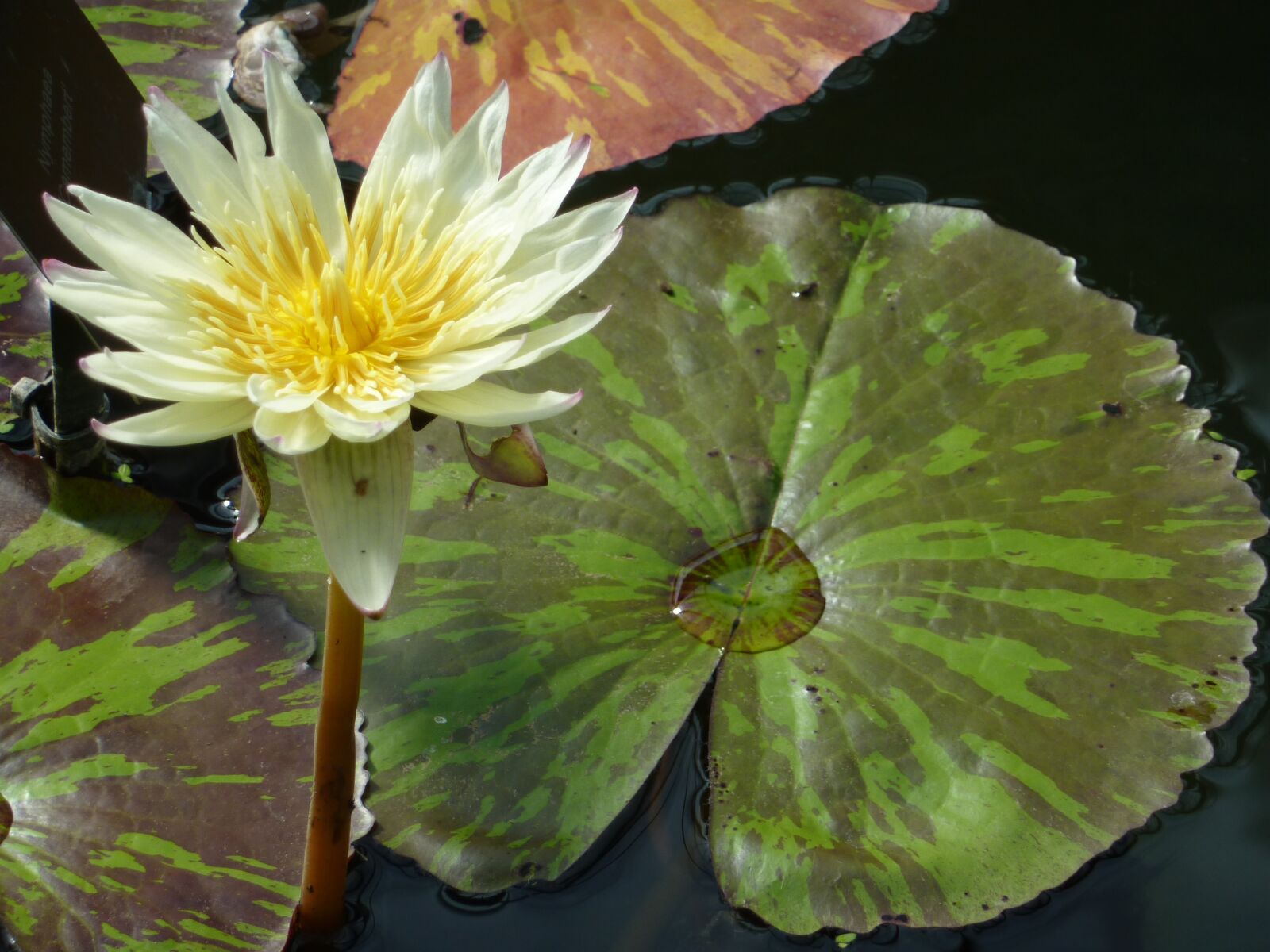 Panasonic Lumix DMC-ZS1 (Lumix DMC-TZ6) sample photo. Water-lily, water lily, blooming photography