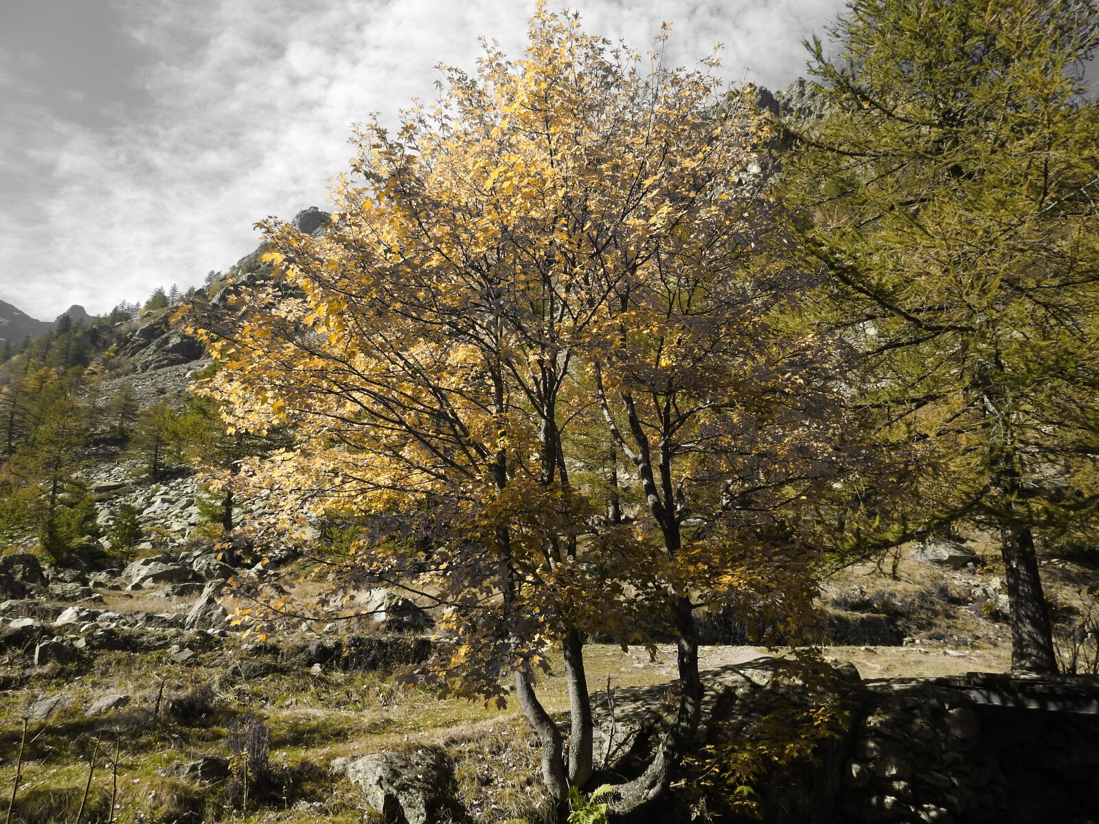 Nikon Coolpix P900 sample photo. Autumn, color games for photography
