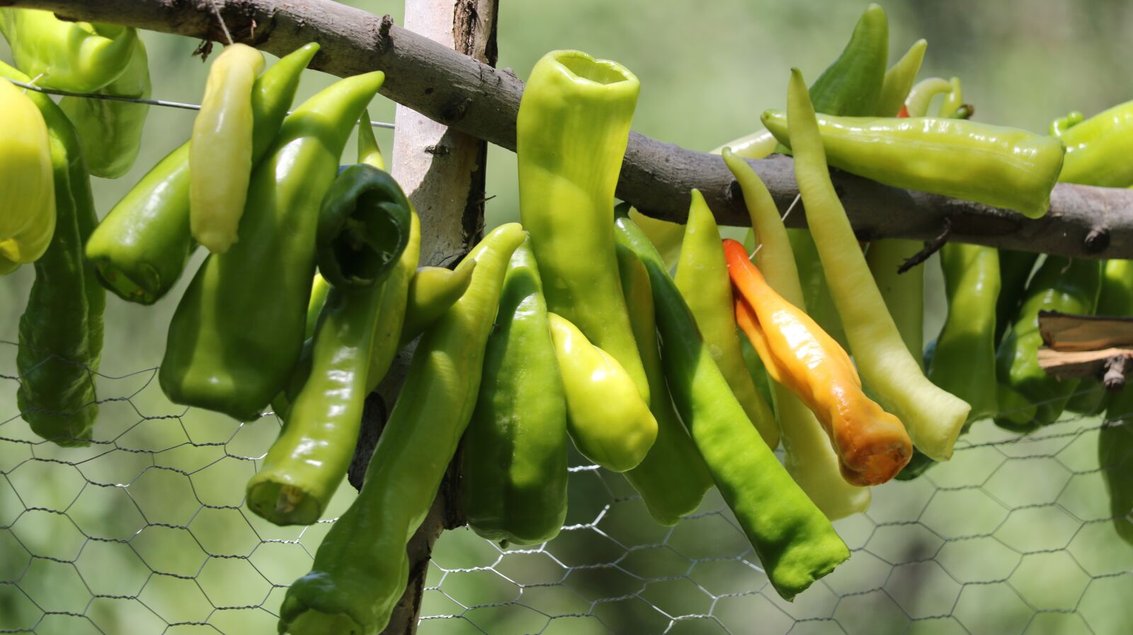 Canon EOS 750D (EOS Rebel T6i / EOS Kiss X8i) sample photo. Pepper, green, tree photography