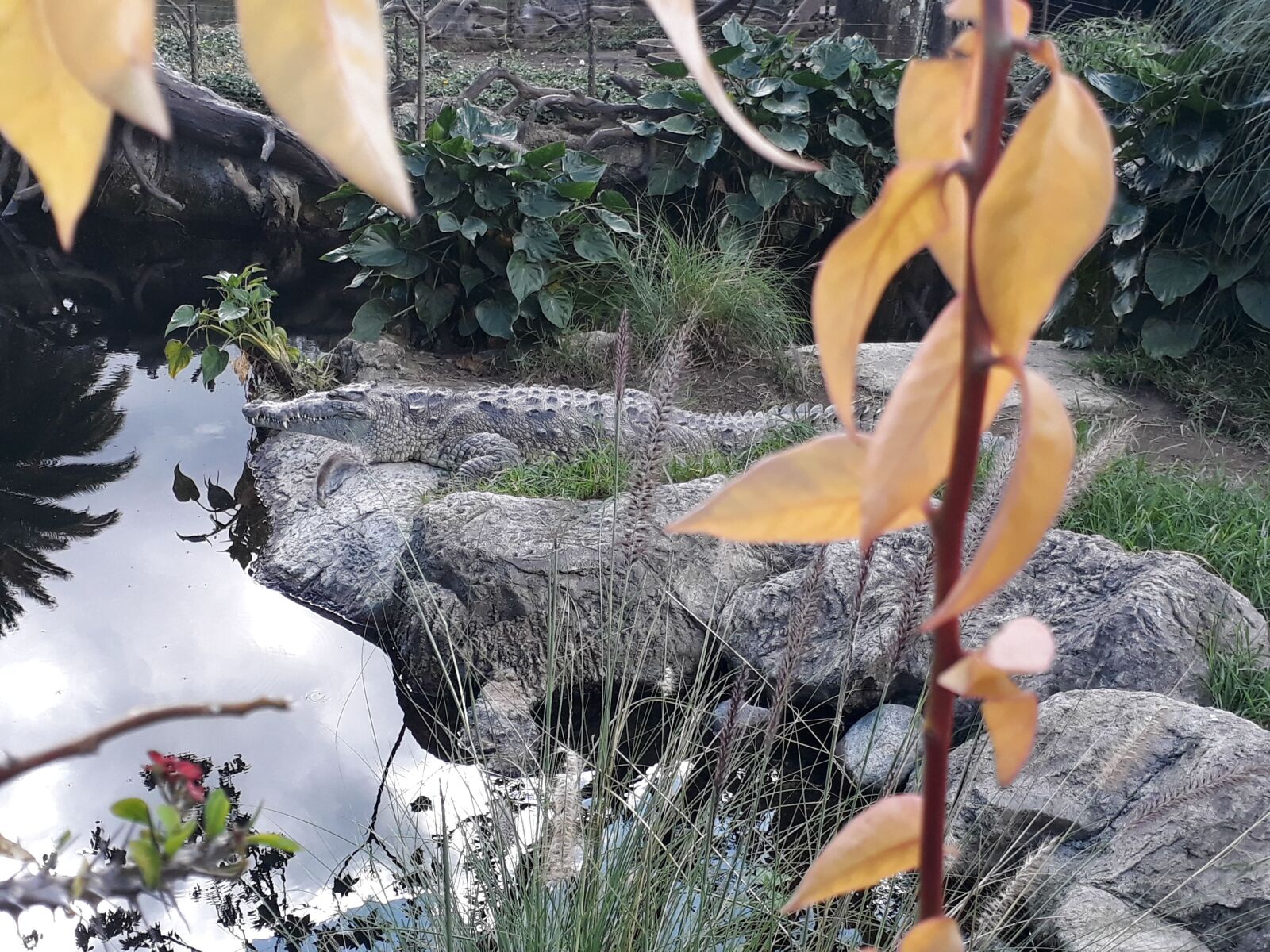 Samsung Galaxy J5 Prime sample photo. Zoológico, naturaleza, cocodrilo photography