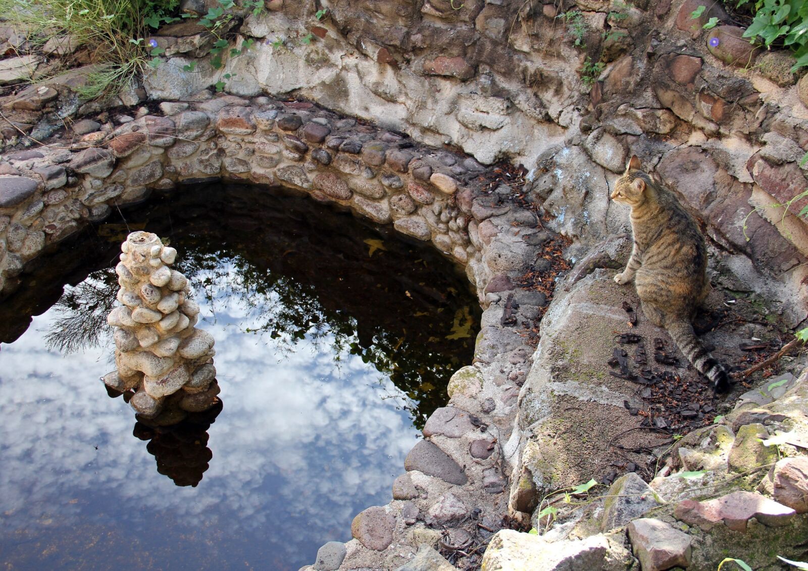 Canon EF-S 18-135mm F3.5-5.6 IS sample photo. Cat, pond, reflection photography