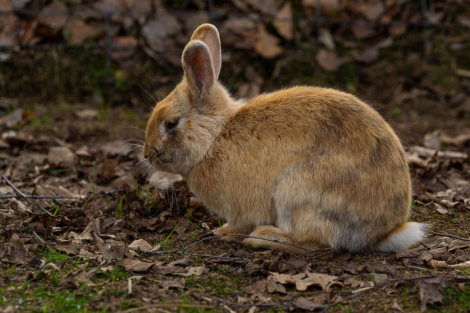 Sony a7 III sample photo. Animal, mammal, hare photography