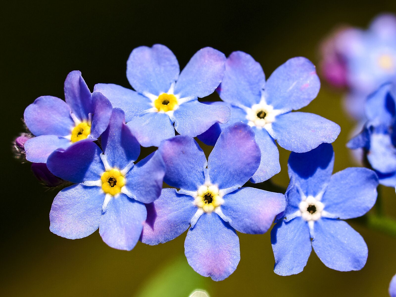 OLYMPUS 35mm Lens sample photo. Forget me not, flower photography