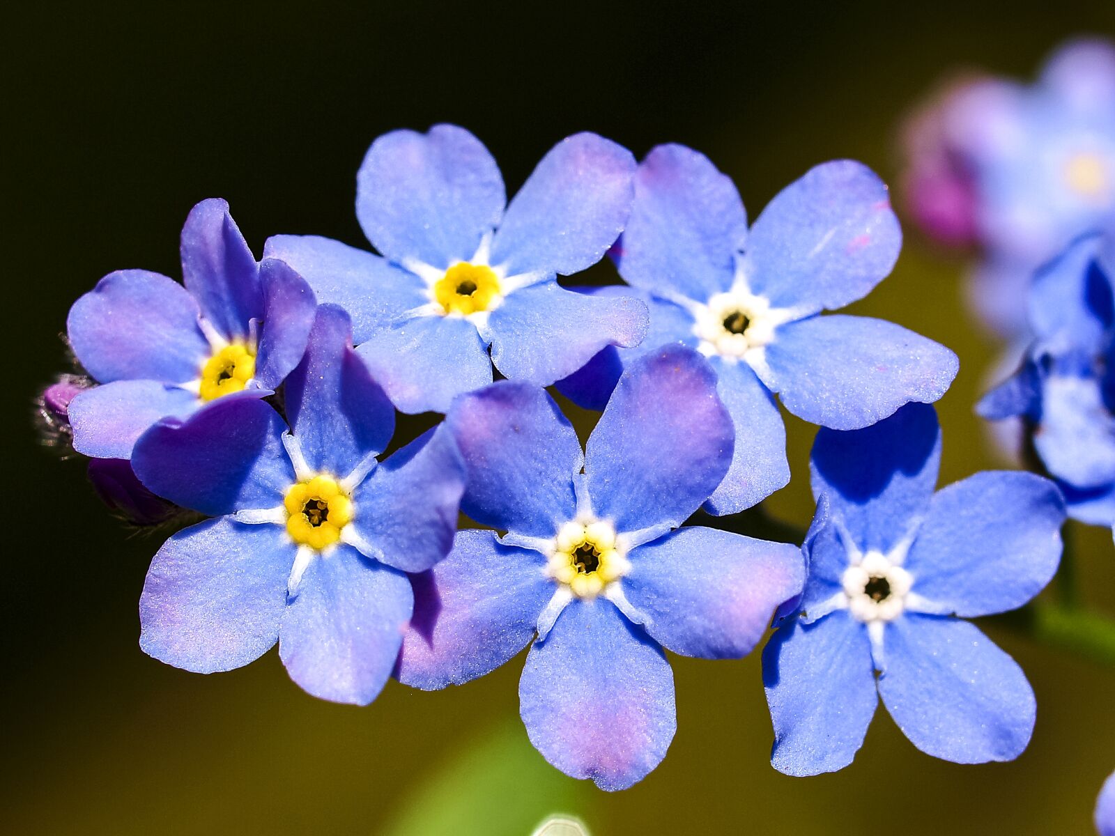 Olympus E-520 (EVOLT E-520) + OLYMPUS 35mm Lens sample photo. Forget me not, flower photography