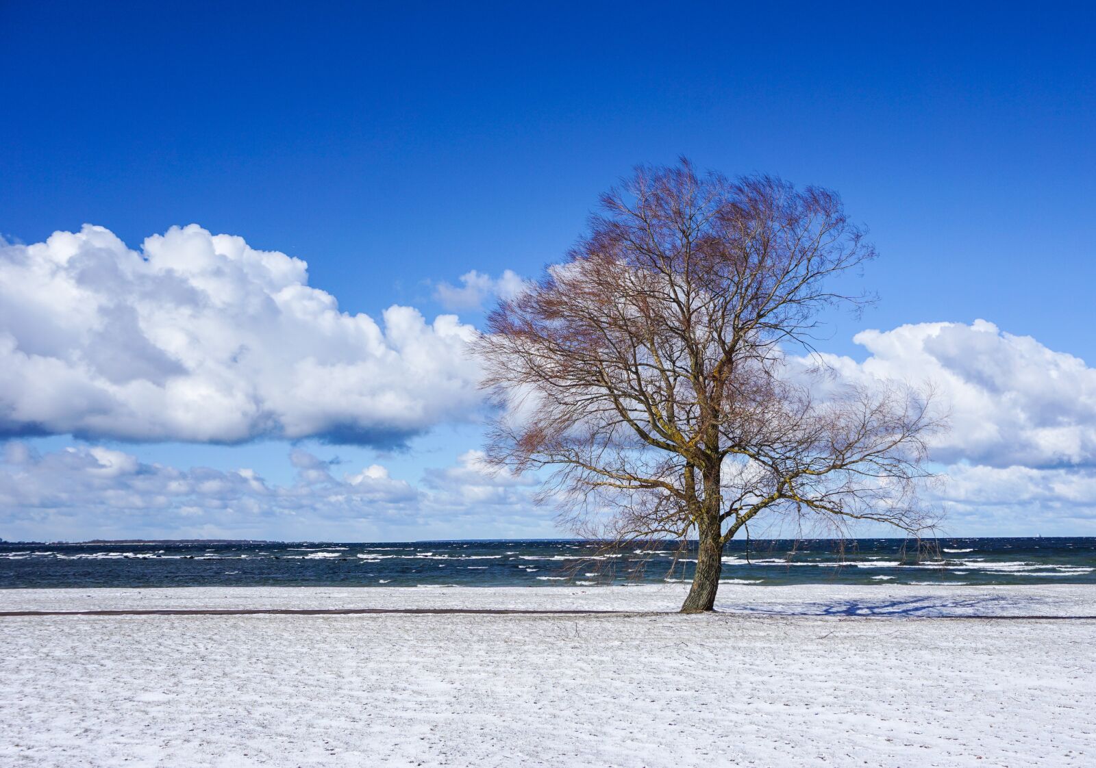 Sony a6000 sample photo. Tree, sea, sky photography