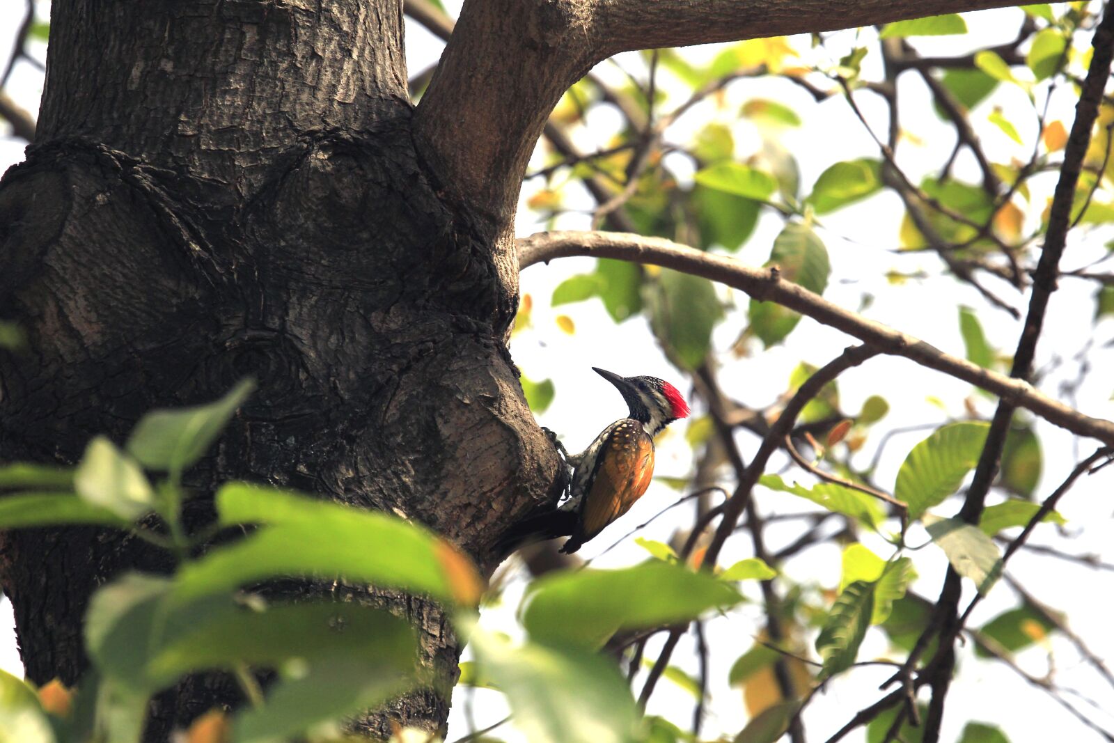 Canon EOS-1D Mark IV sample photo. Nature, bird, colourful photography
