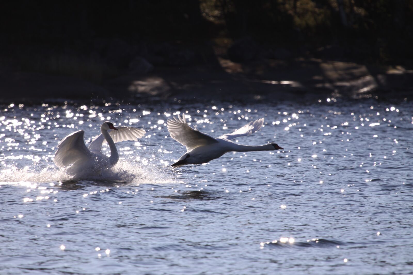 Canon EOS 50D sample photo. Water, swimming, wildlife photography