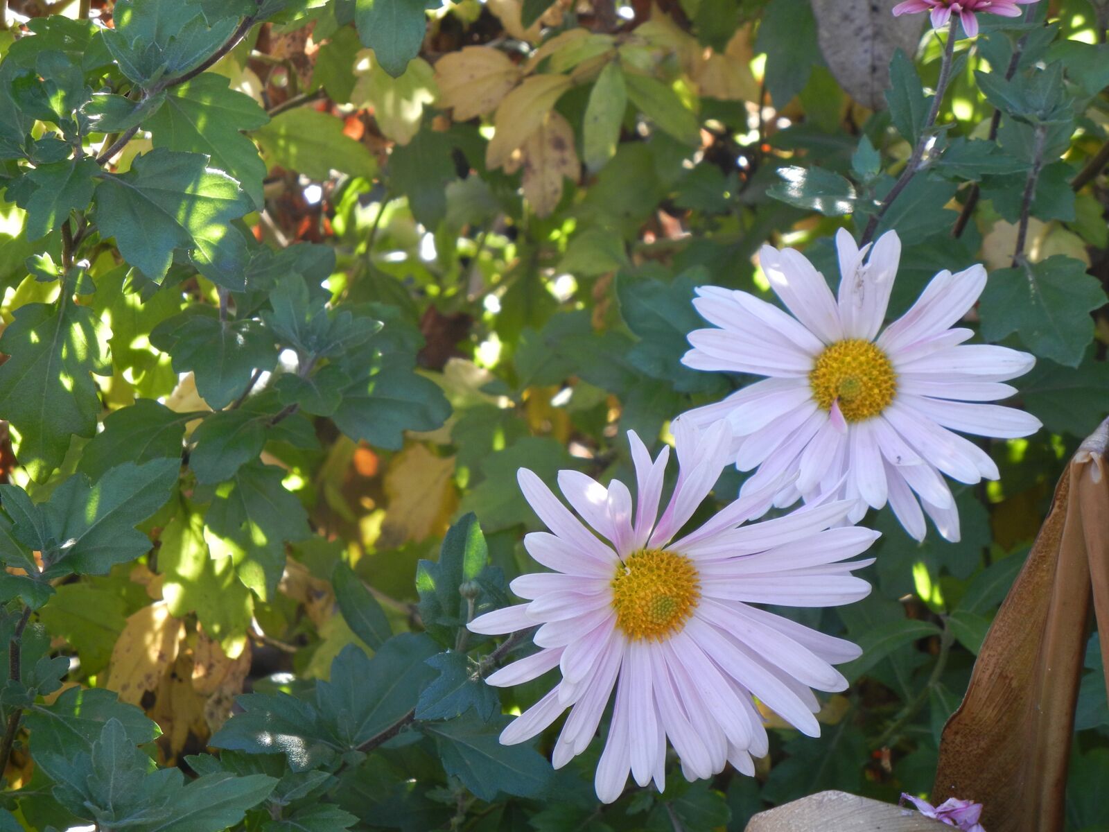 Nikon Coolpix S8100 sample photo. Daisy, flower, vegetation photography