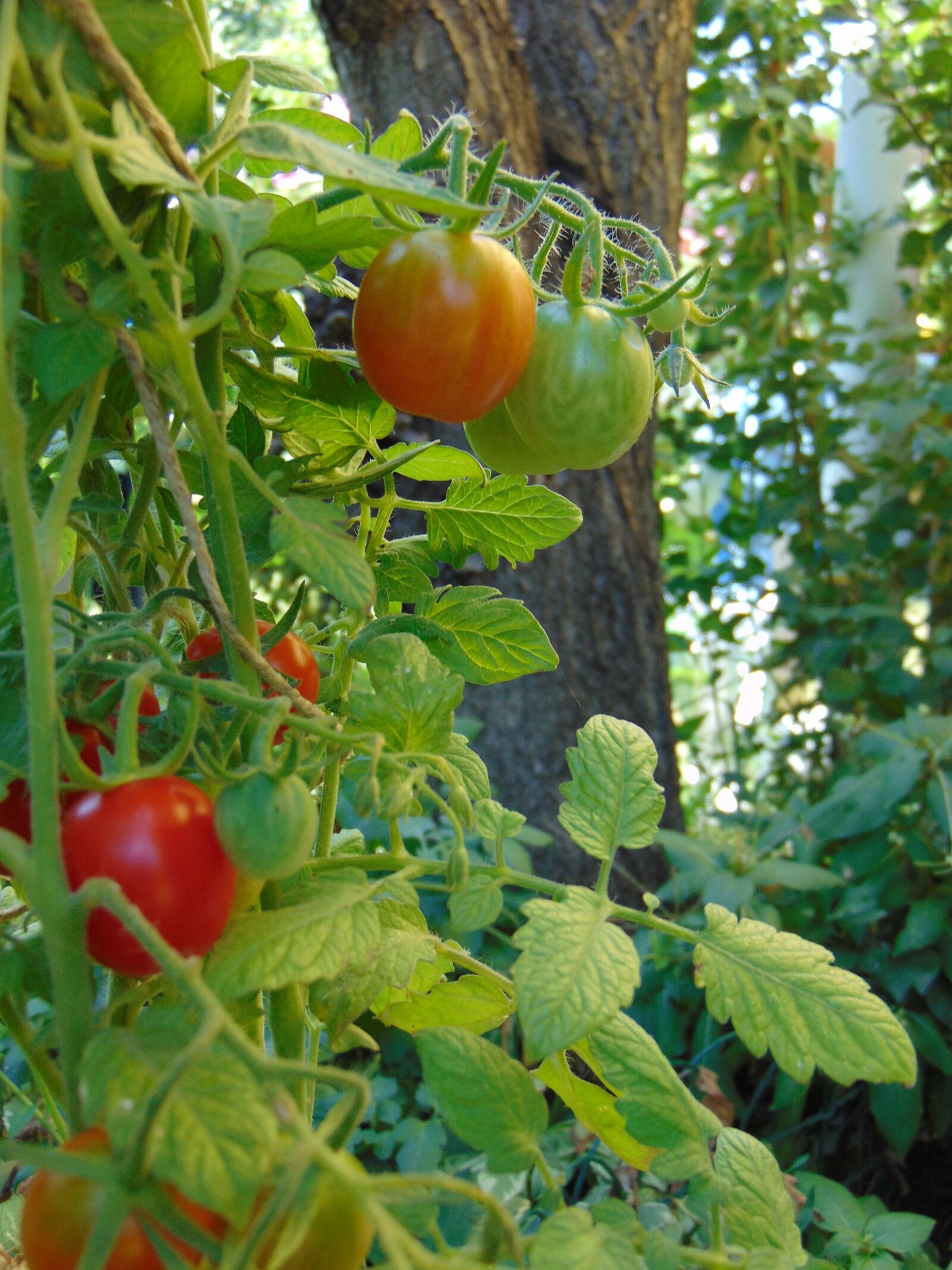 Sony Cyber-shot DSC-H300 sample photo. Tomatoes, vegetables, crop photography