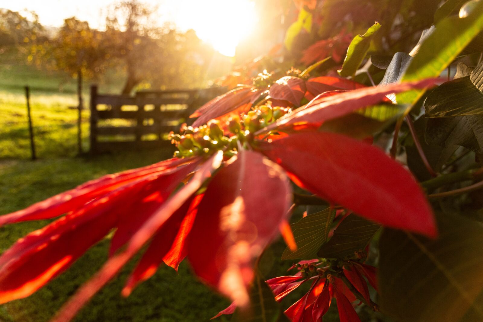 Nikon D7200 sample photo. Flower, red, garden photography